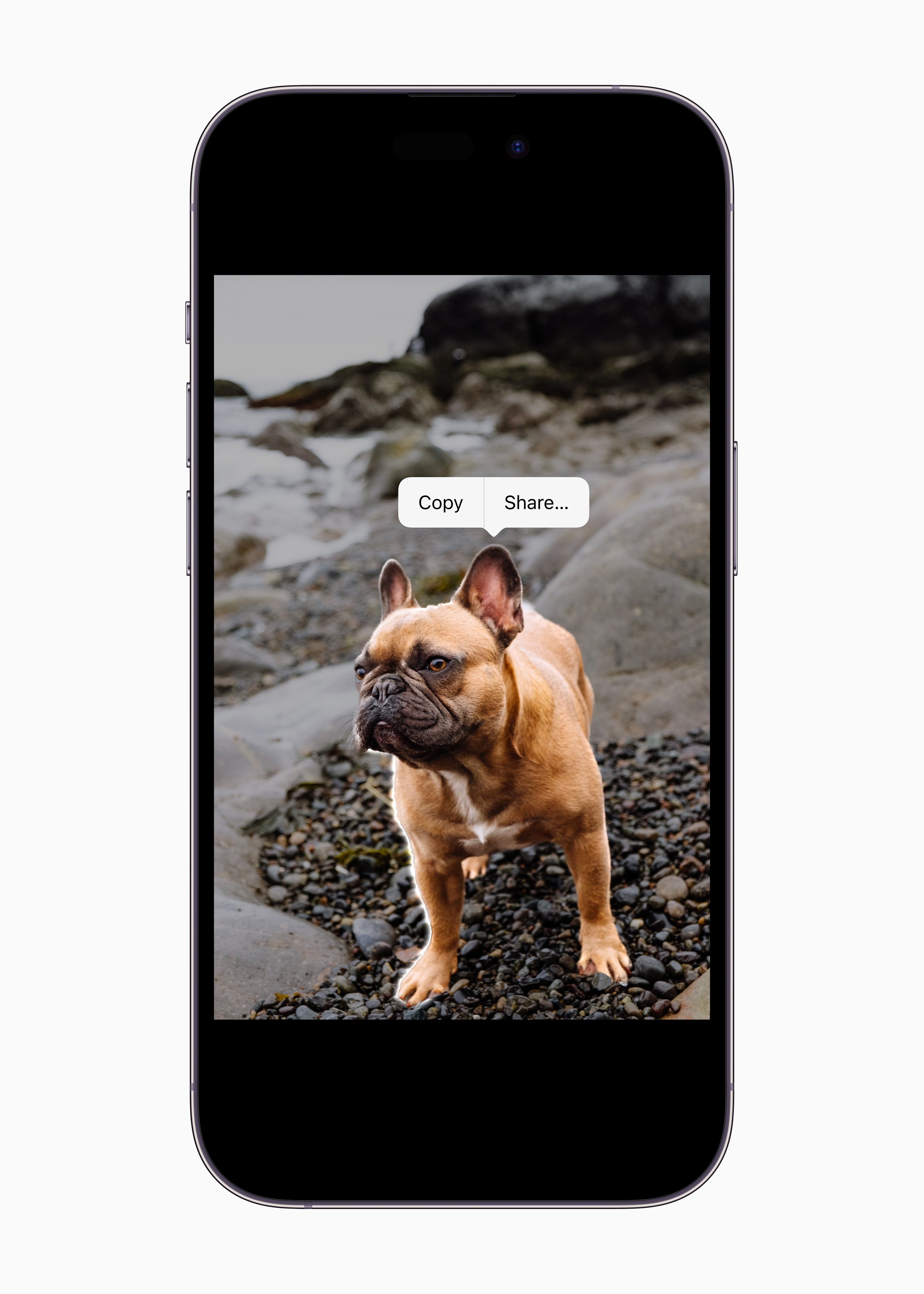 Apple-iPhone-14-Pro-iPhone-14-Pro-Max-iOS-16-Visual-Look-Up-220907.jpg