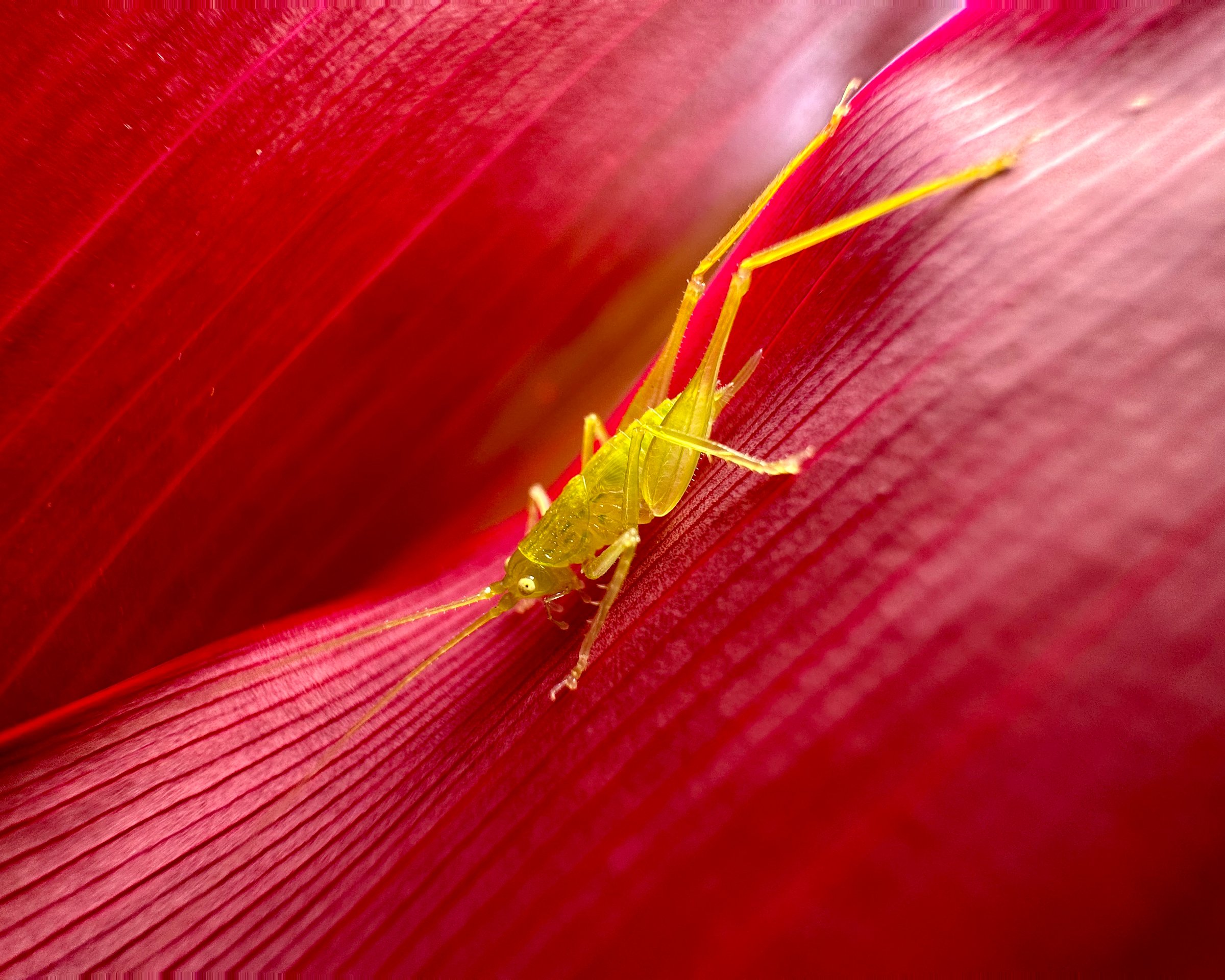Apple-iPhone-14-Pro-iPhone-14-Pro-Max-SOiP-ultra-wide-macro-220907.jpg