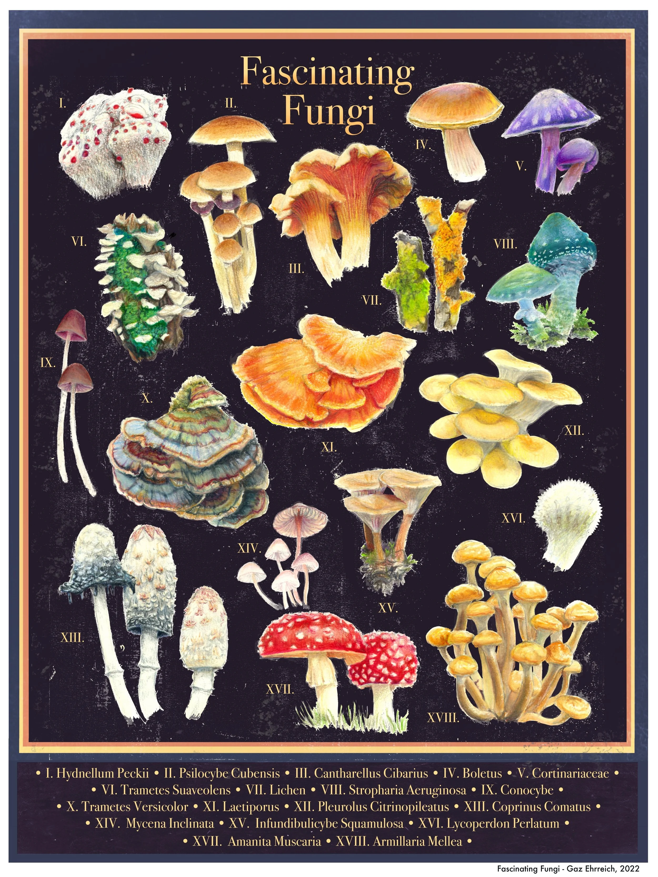 Fascinating Fungi Low Res.jpg