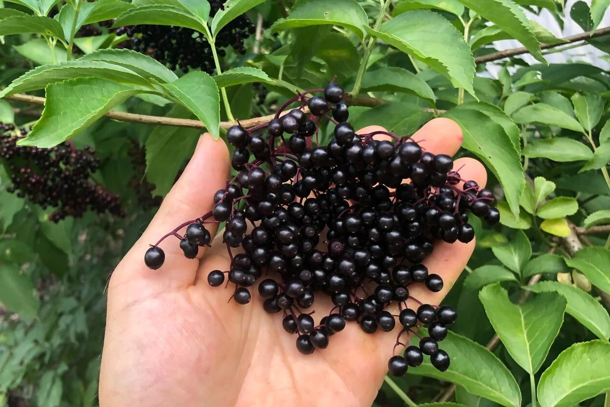 The Incredible Health Benefits of Elderberry Nutritional Supplements