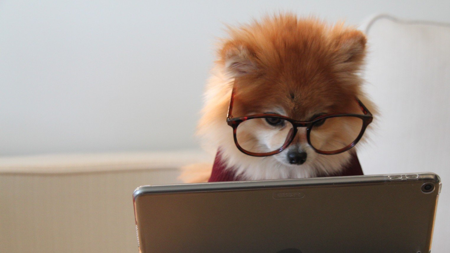 404 message - pomeranian