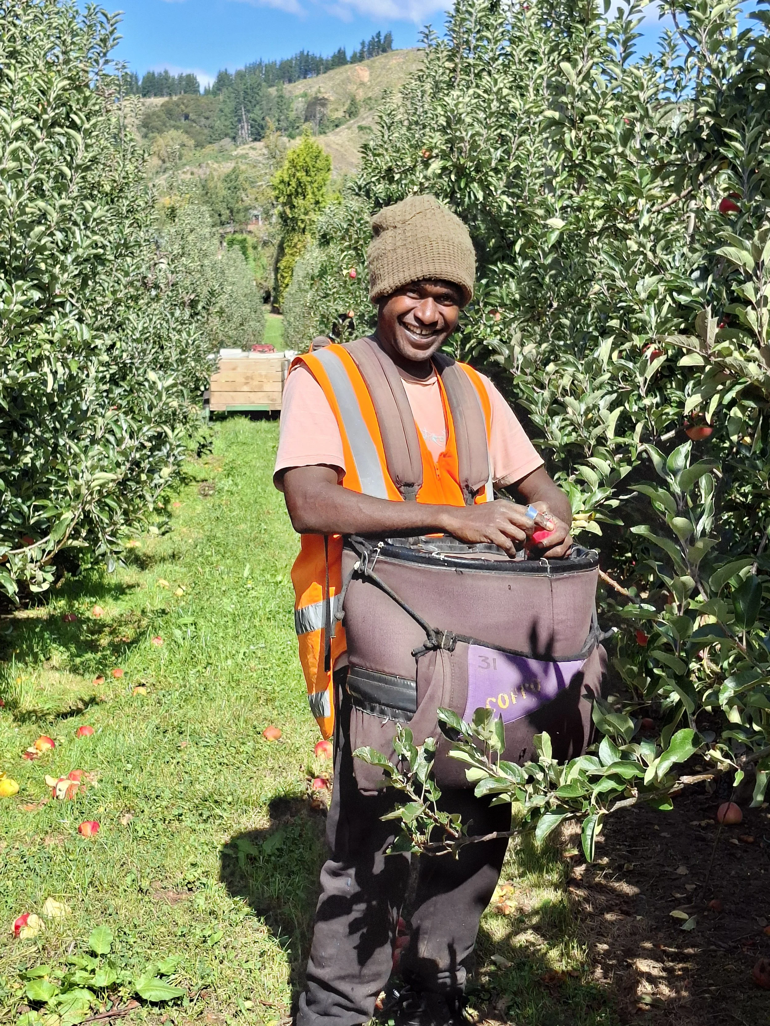 Harvest Picking Riwaka.jpg