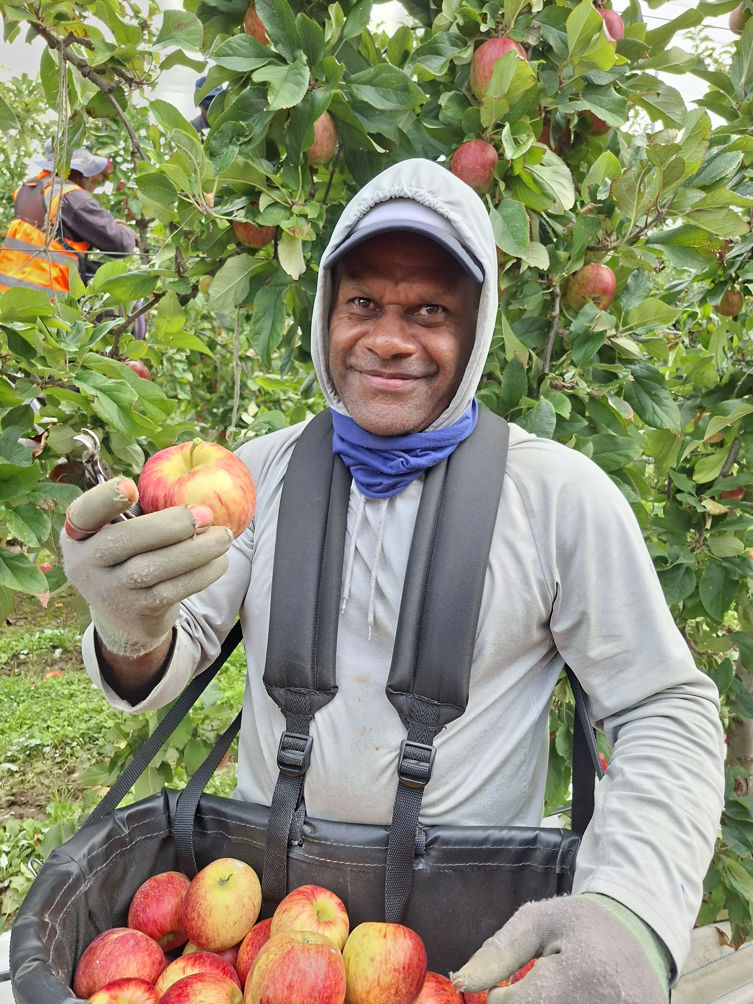 Harvest Picking.jpg