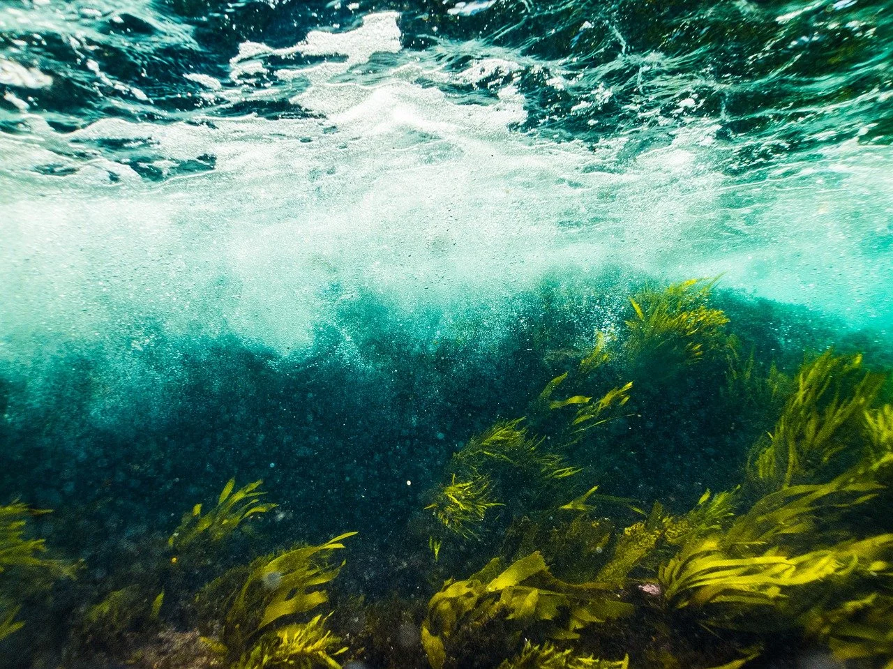 Seaweed under water on sea bed