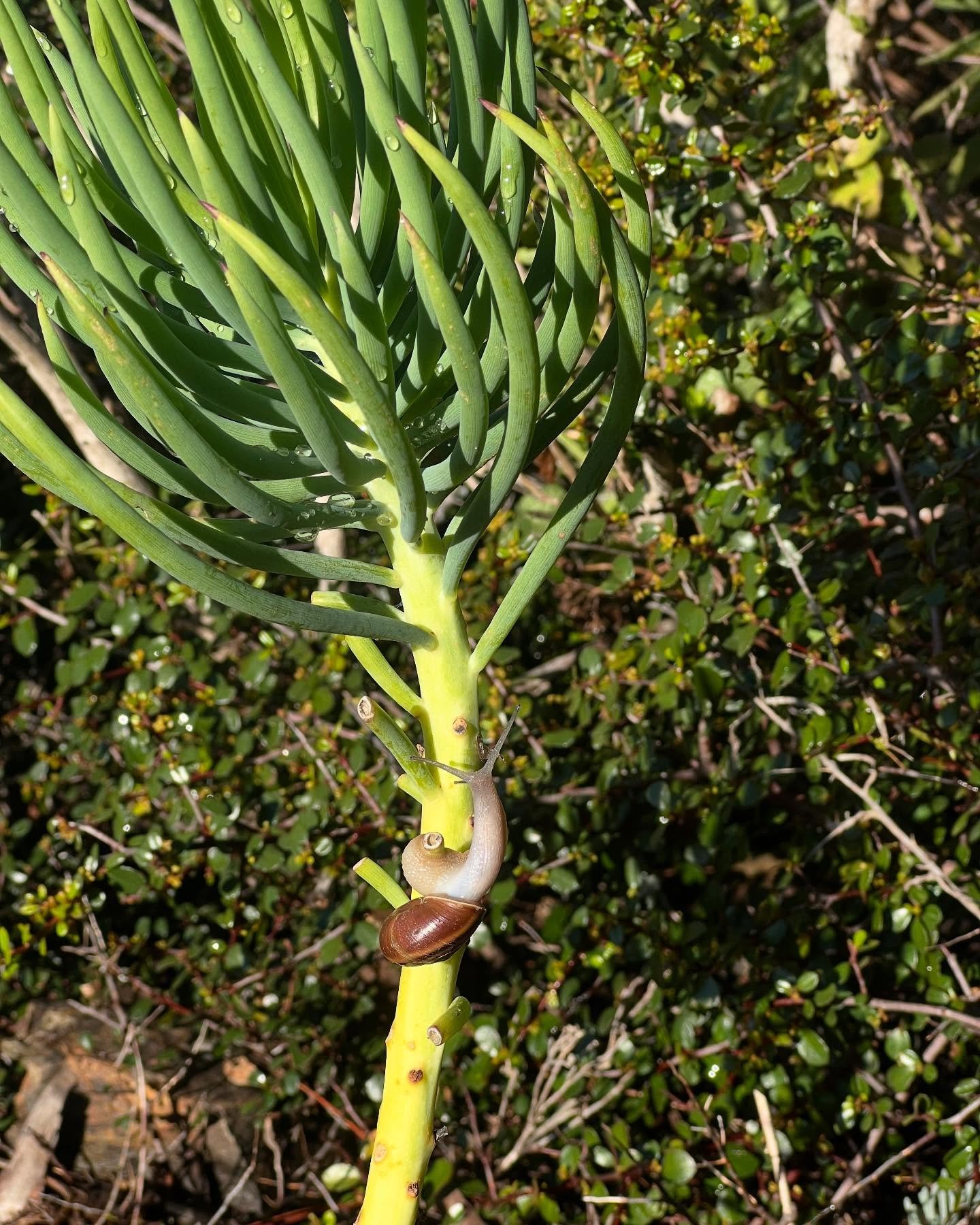 Slow Travel 💚
Spotted this little adventurer working its way up a succulent plant at the Autonomous Tent at Treebones Resort in Big Sur. 🌱🐌 Nature&rsquo;s rhythm is all about patience, even for the smallest creatures. #BigSur #treebonesresort #sna