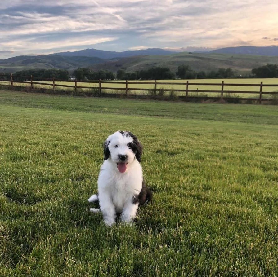 Puppies Easy Breezy Doodles