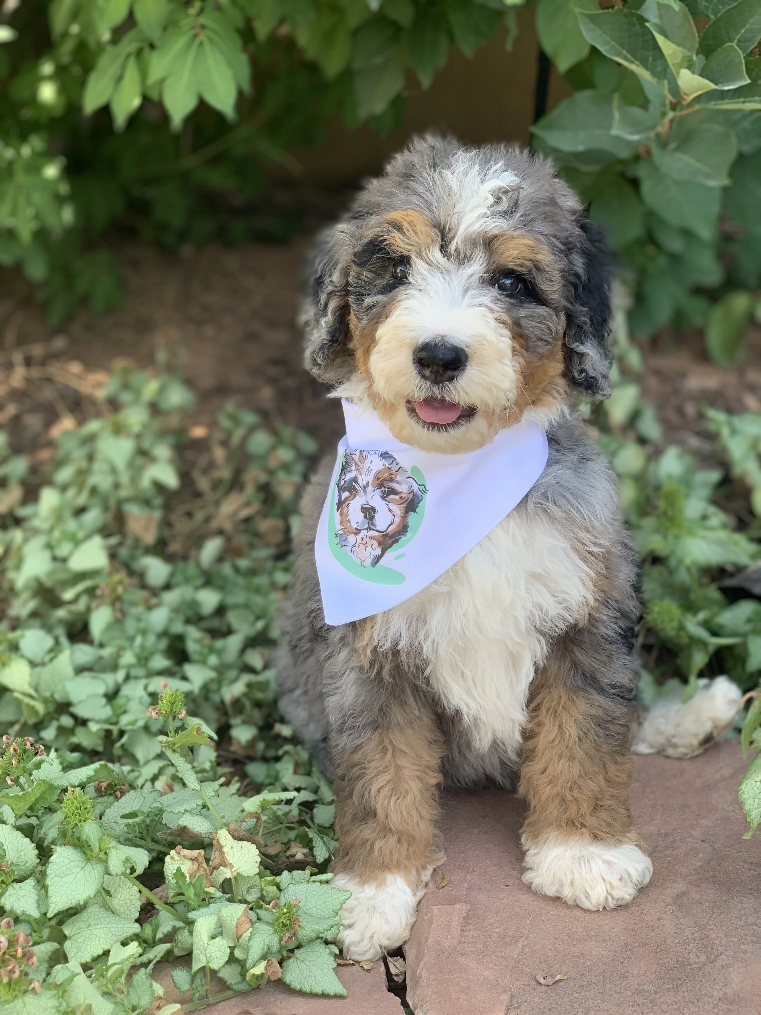 Puppies Easy Breezy Doodles