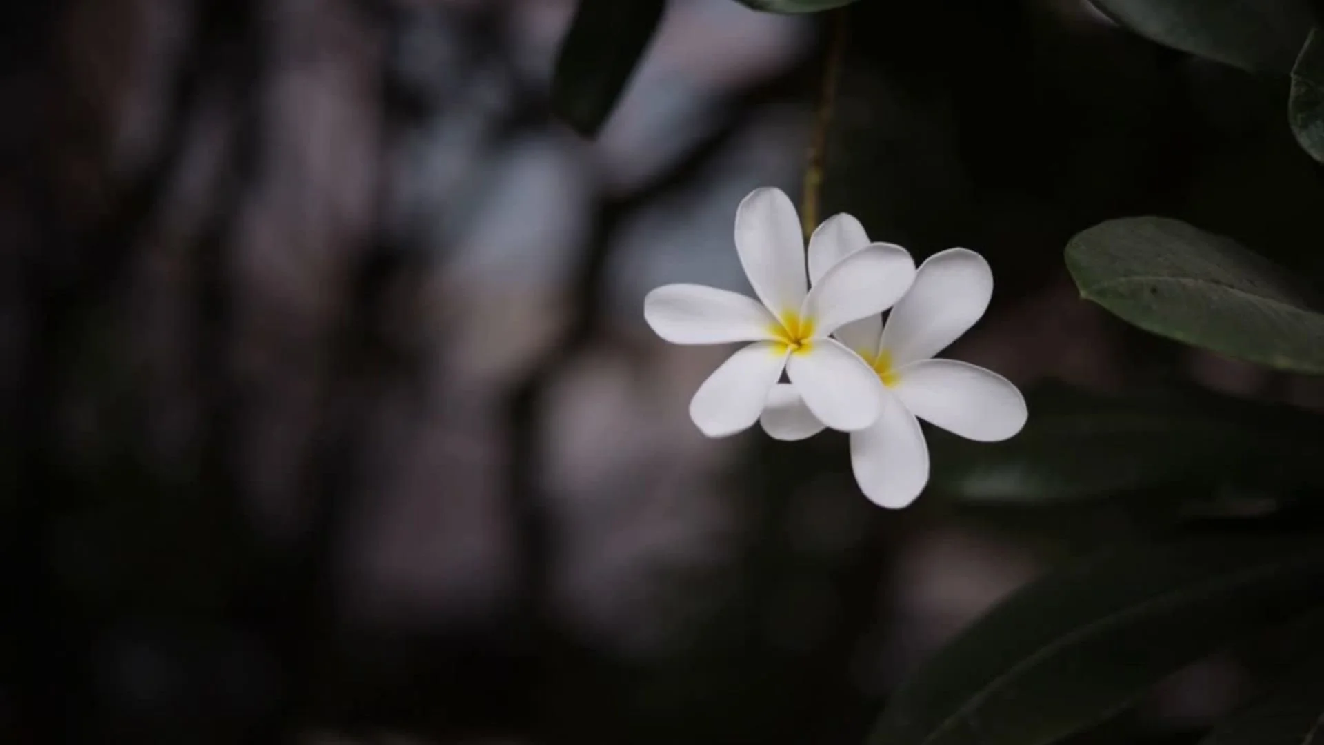 Untitled design (9).jpg