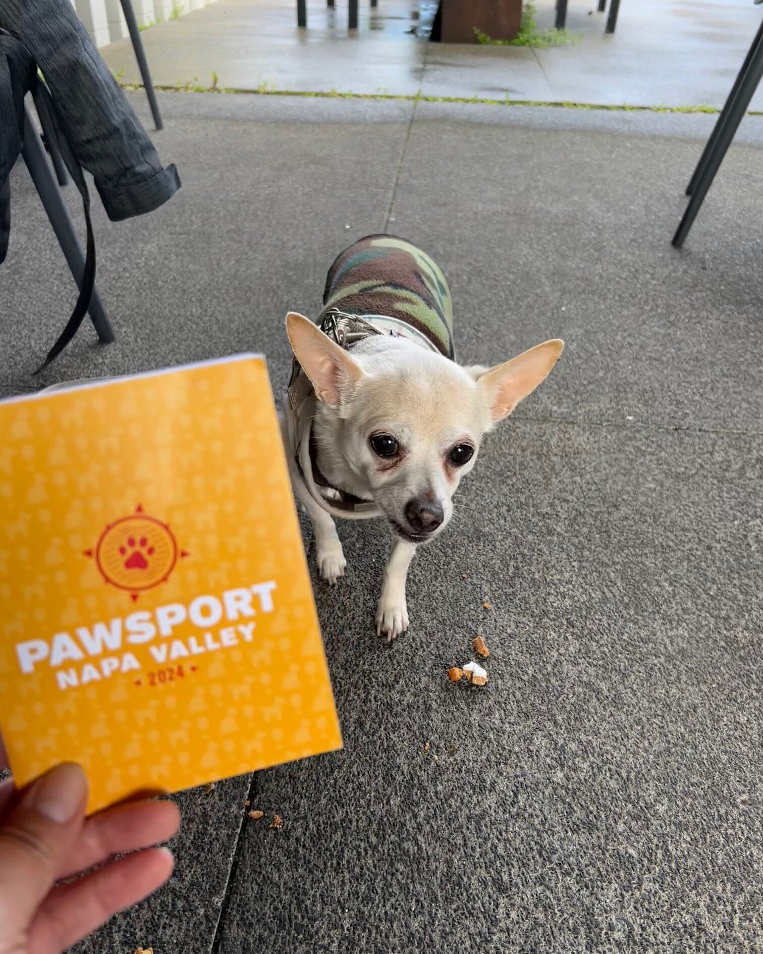 Have you grabbed your Pawsport discount yet from Southside? Get 15% off on food and beverages when you show your Pawsport booklet &ndash; valid for a single claim. Come on over! 
#Pawsport2024 #Discounts #PetFriendly #NapaHumane #SouthsideCentury🐾