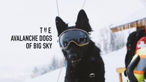 The Avalanche Dogs of Big Sky