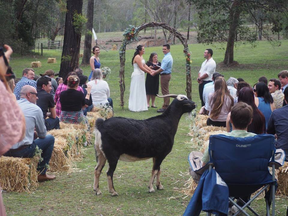 Rural and rustic. You don't get any more rustic than the families pet goat sashaying down the aisle as you're about to exchange your weddings vows.