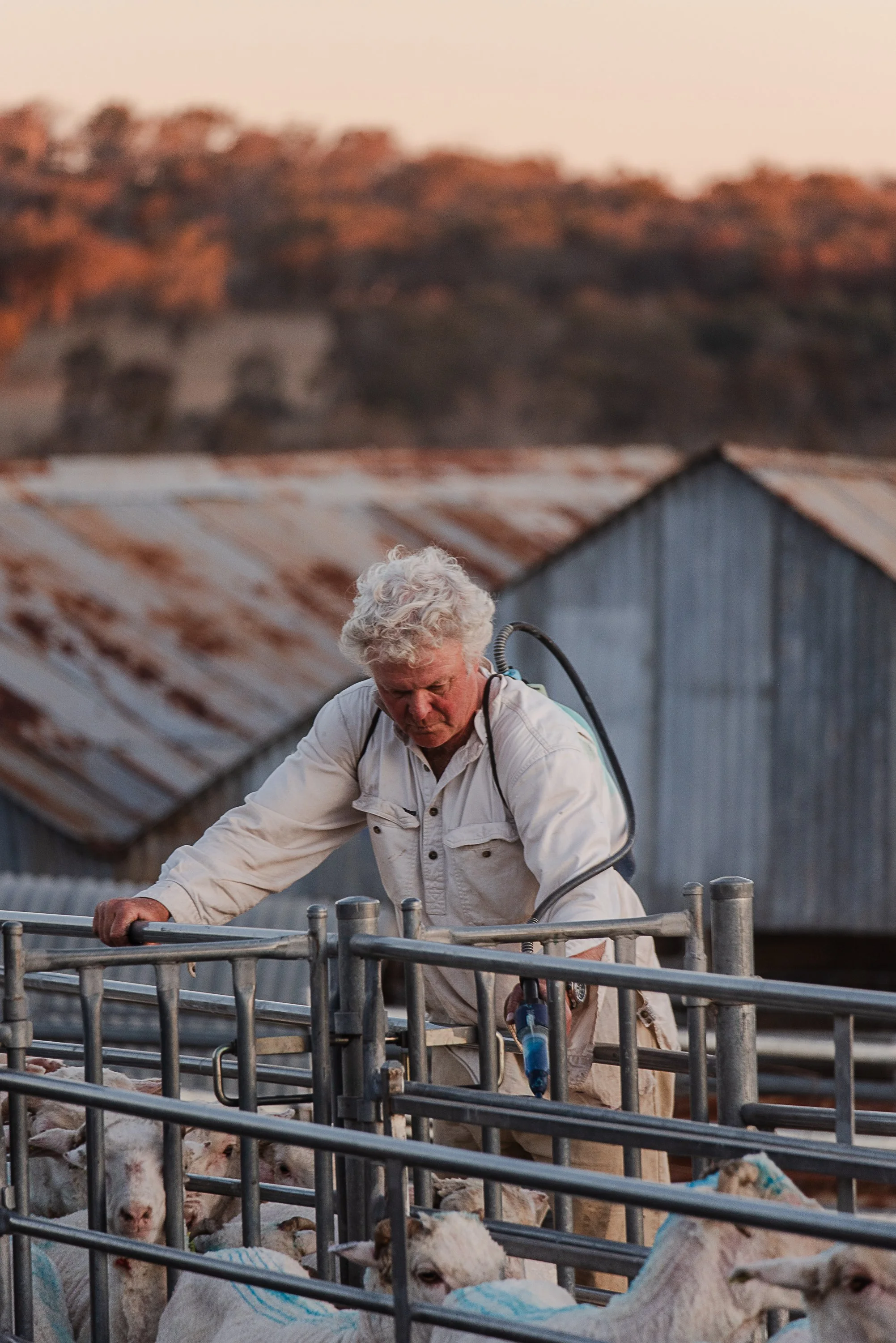 balala-shearing-shed-2.jpg