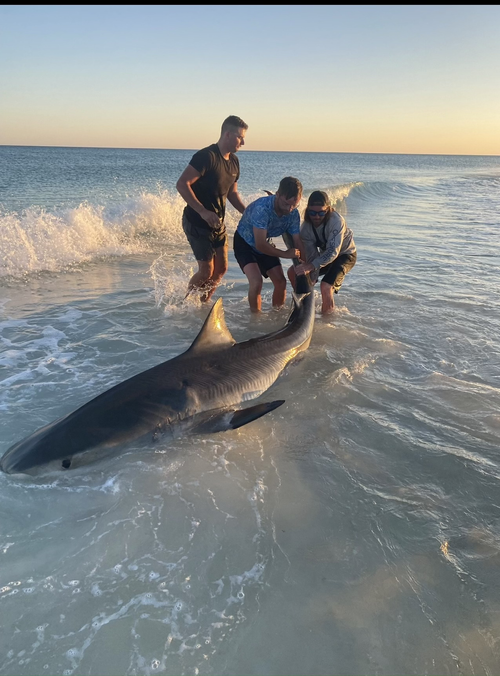 Shark caught on a land-based Pensacola charter trip