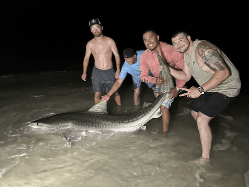 Land-based shark caught on a Pensacola beach charter