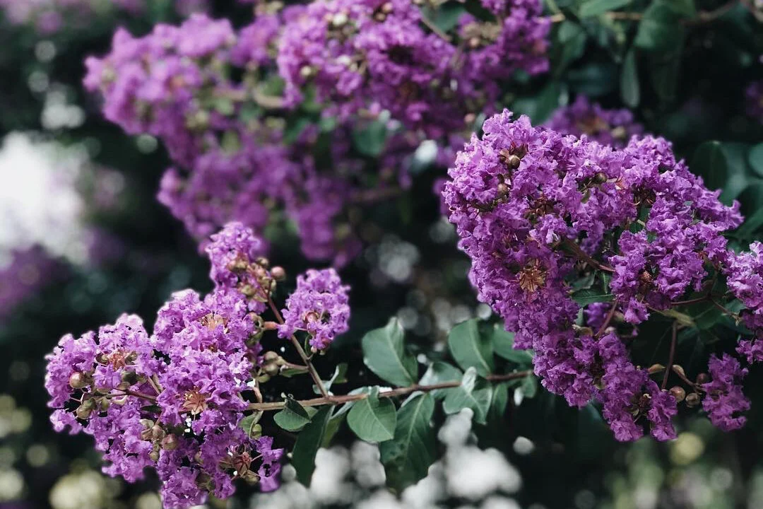 I can't see the next step