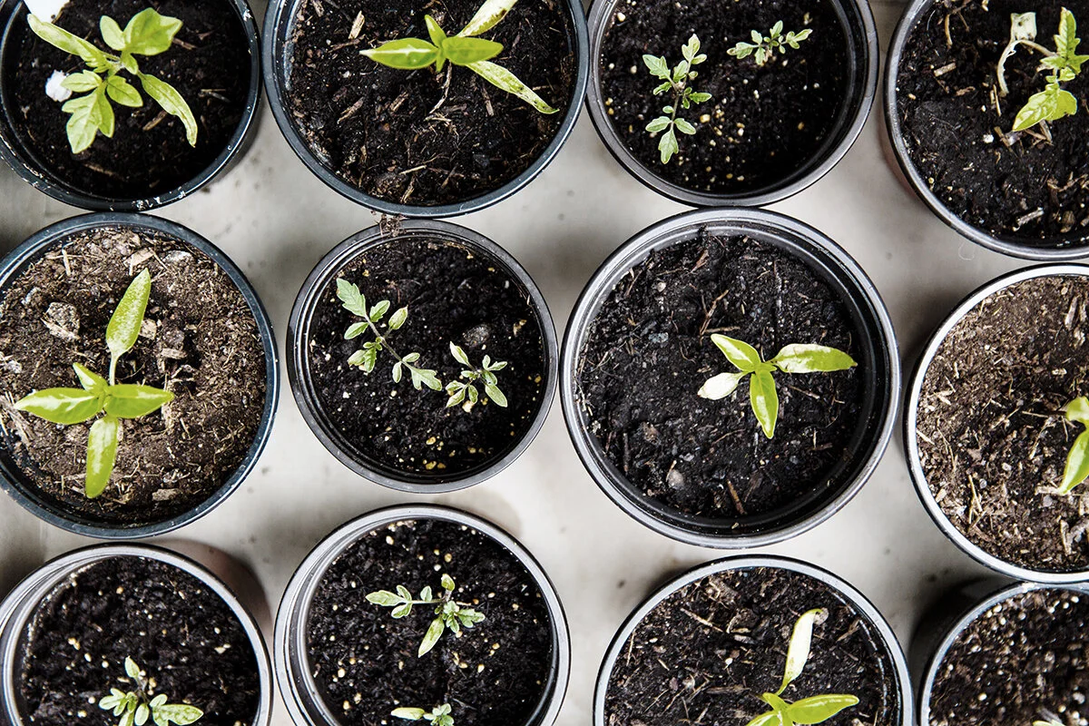 The Seed in the Soil