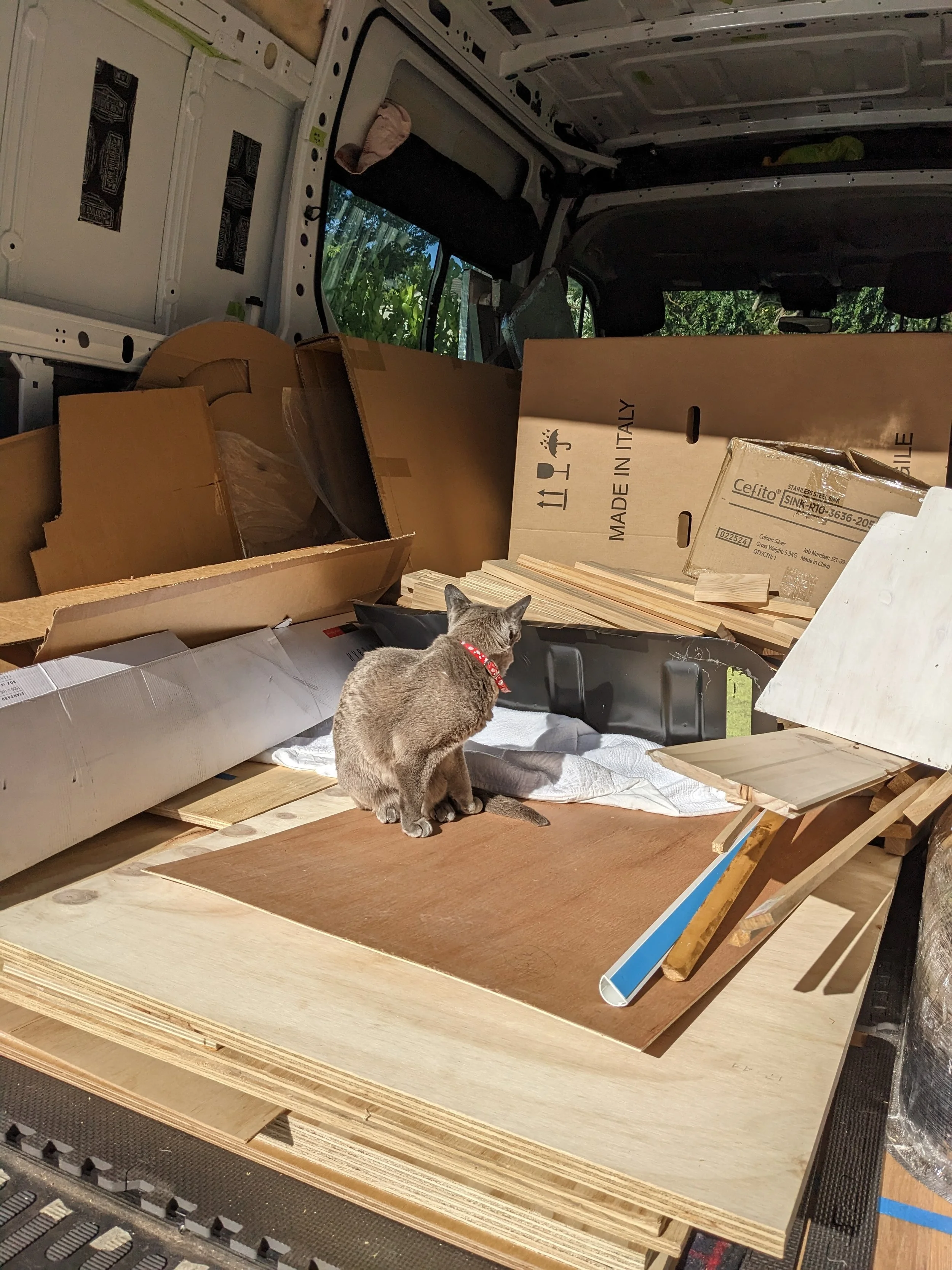 Cat sitting in van full of boxes, wood, and mess