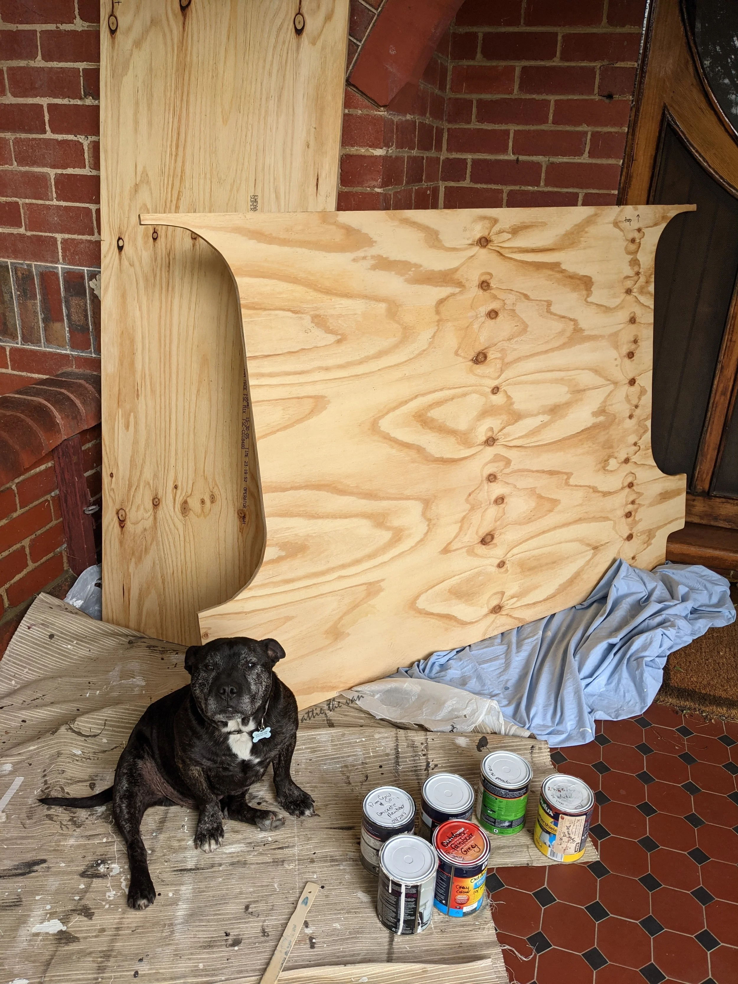 Dog sitting with paint cans and plywood subfloor on verandah