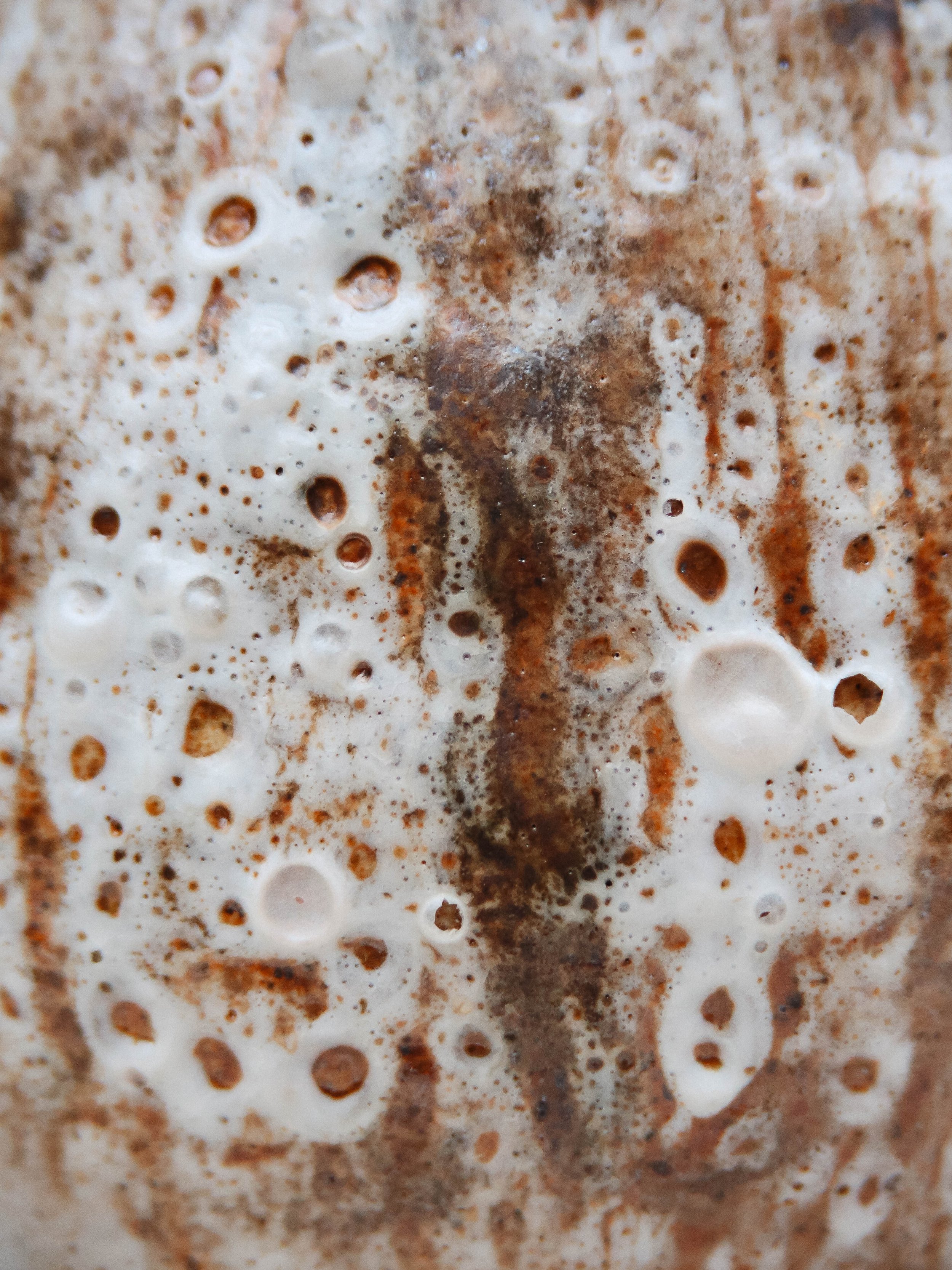 WildRoots_ShinoCollection_00203.jpg