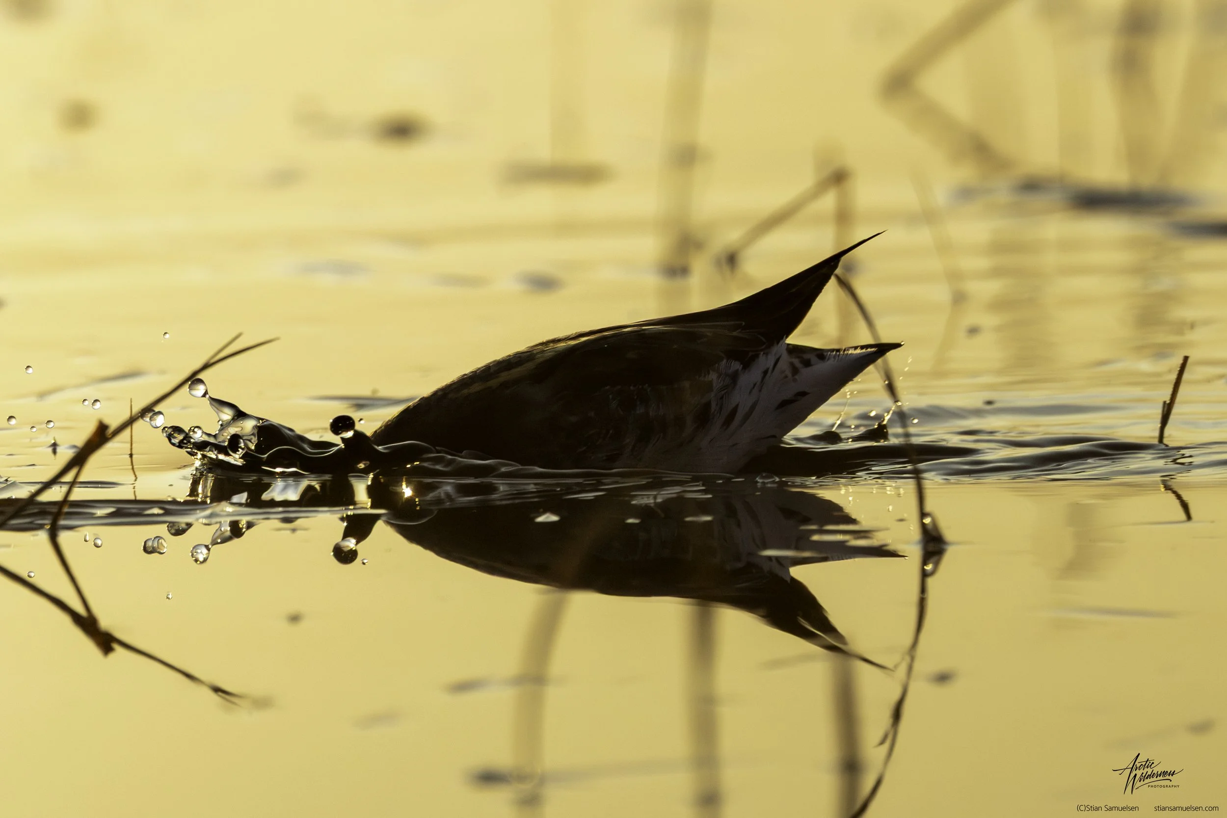 Svømmesnipe dykk med dråper og sign.jpg