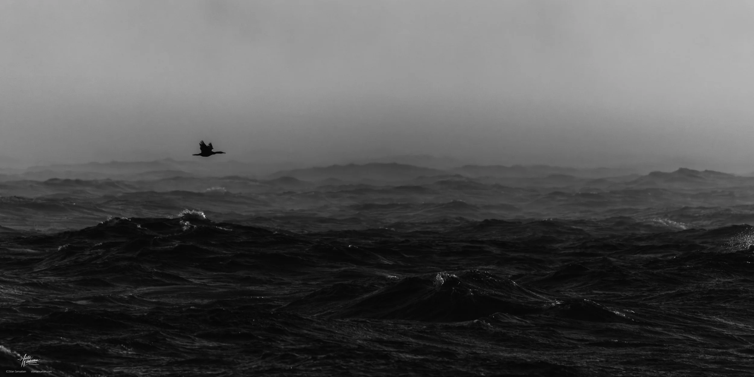 Skarv over sjø NR BW 2x1 med sign.jpg
