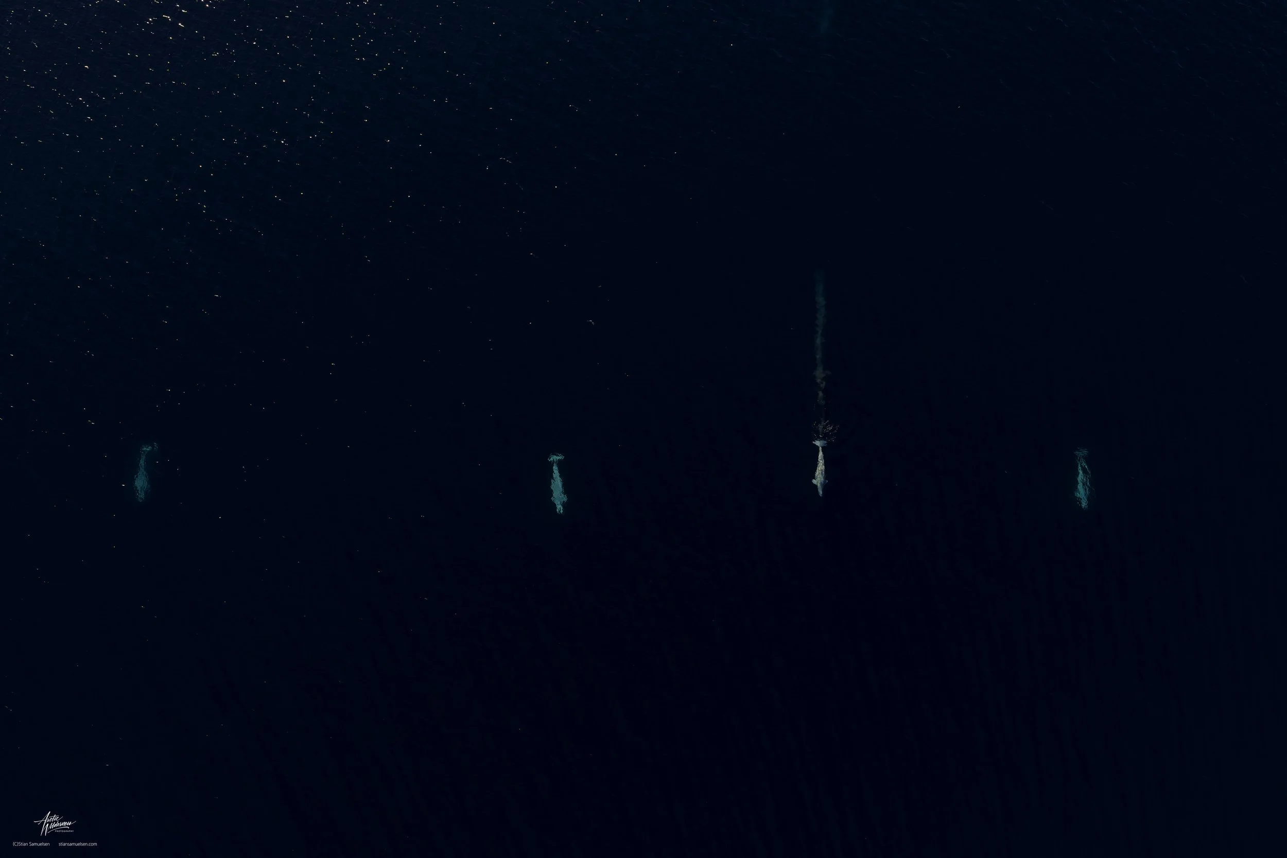 4 Beluga med sign.jpg