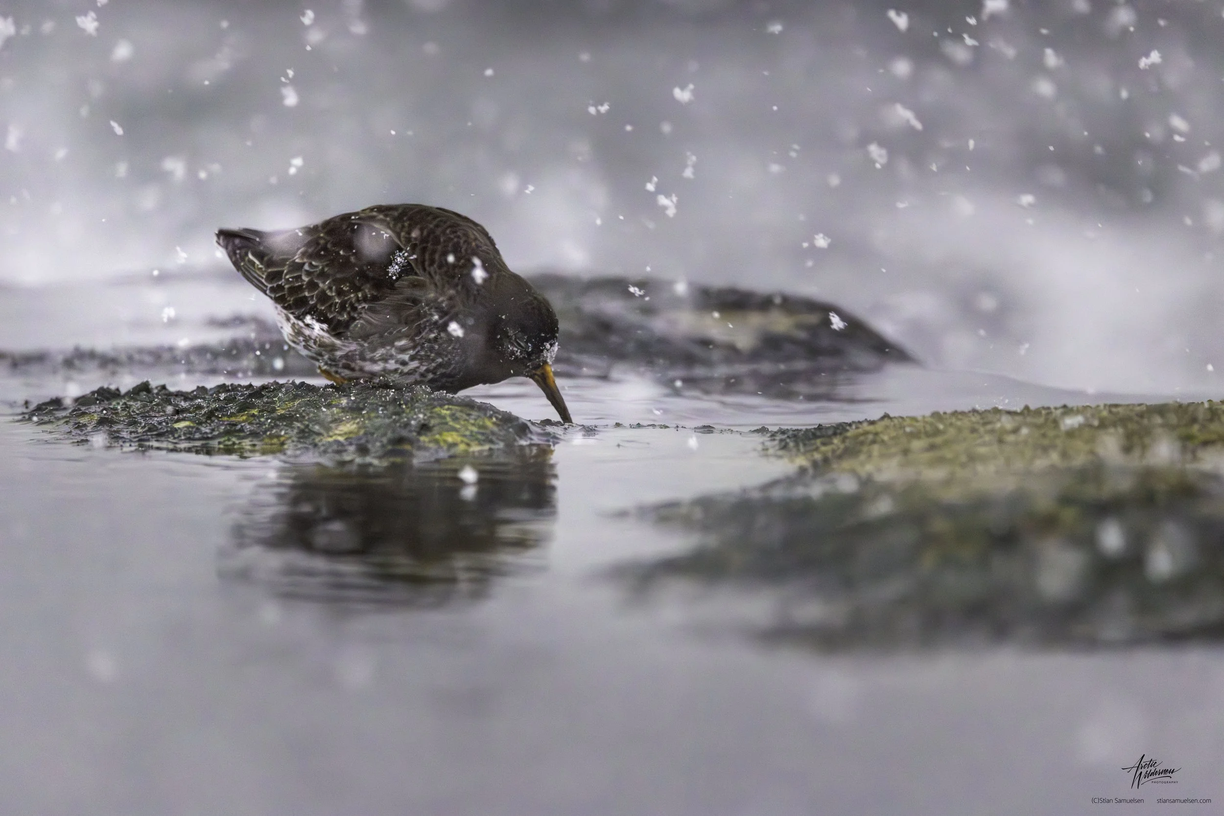 Fjærplytt på berg i snøstorm ENH med sign.jpg