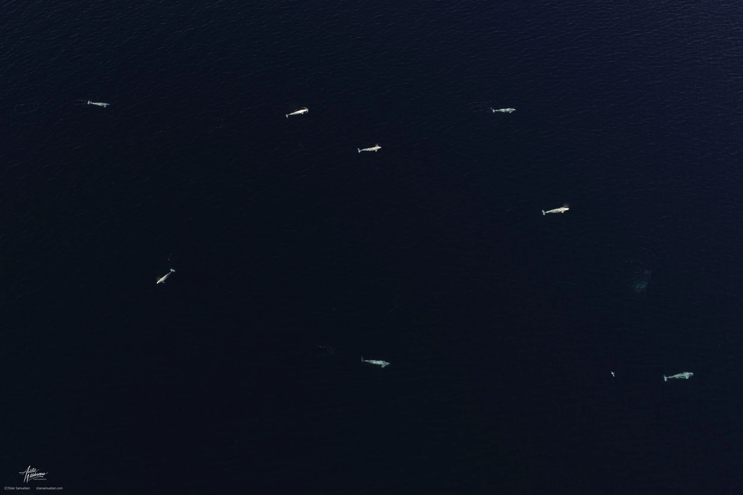 Beluga flokk