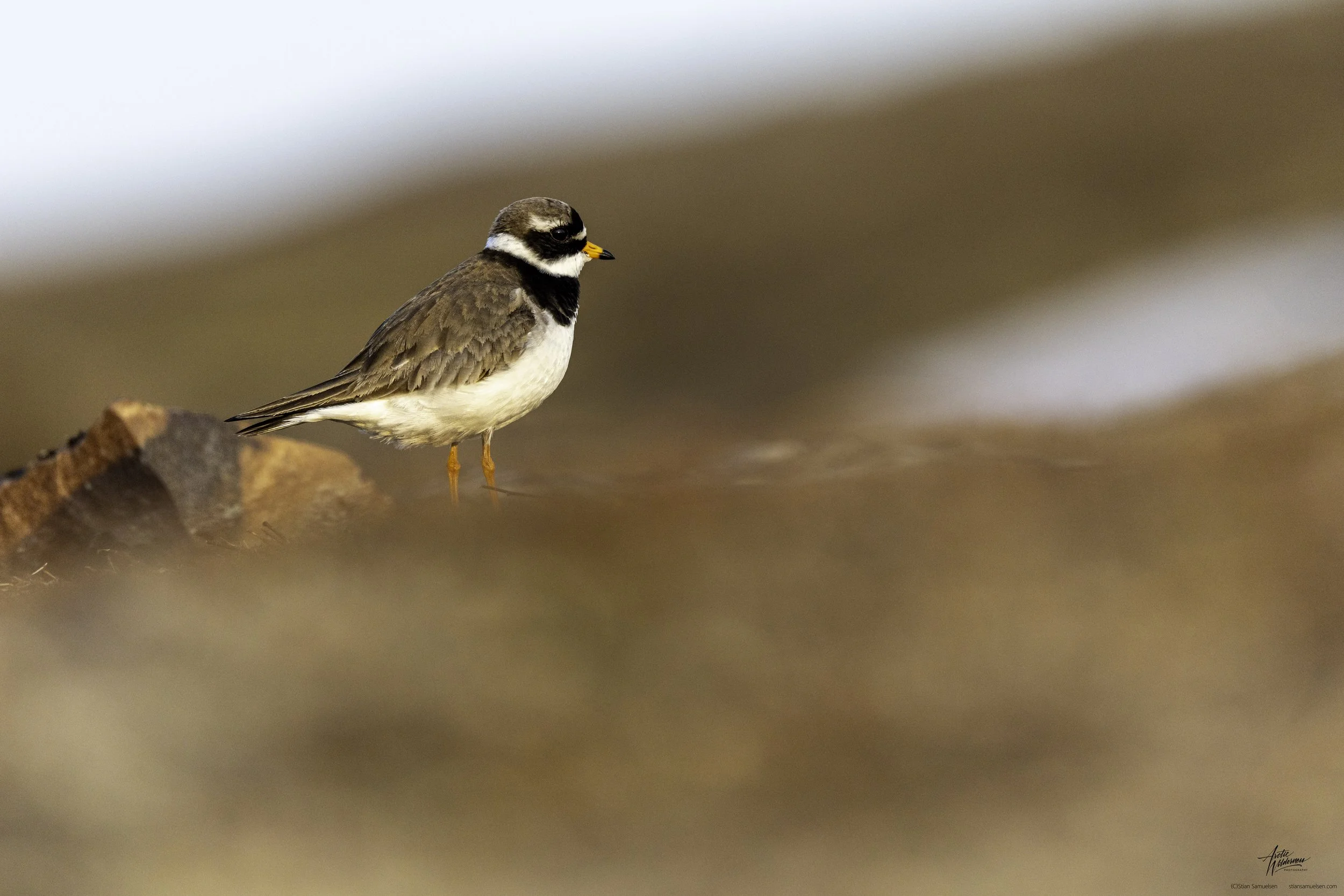 Charadrius hiaticula aka Sandlo (norsk) common ringed plover