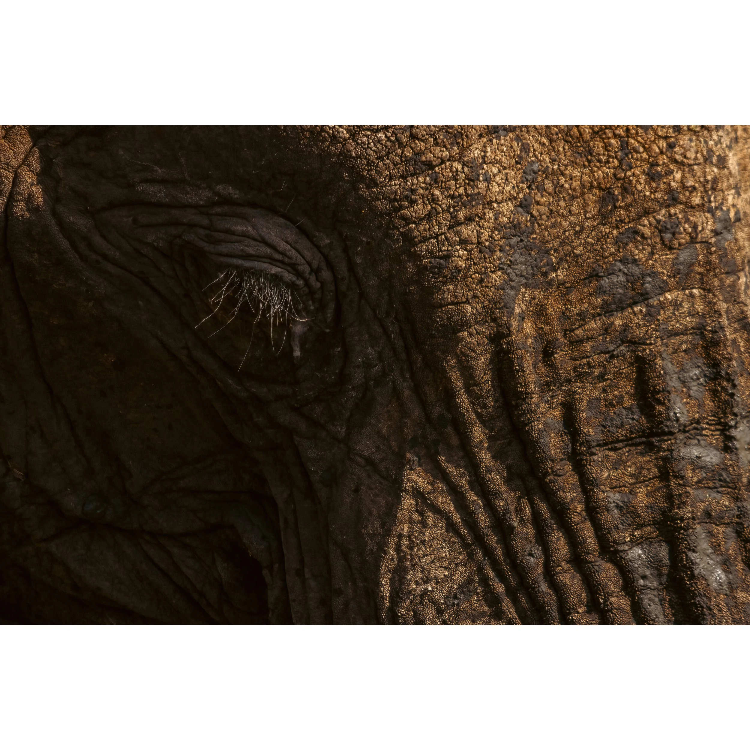 Elephant's Lashes