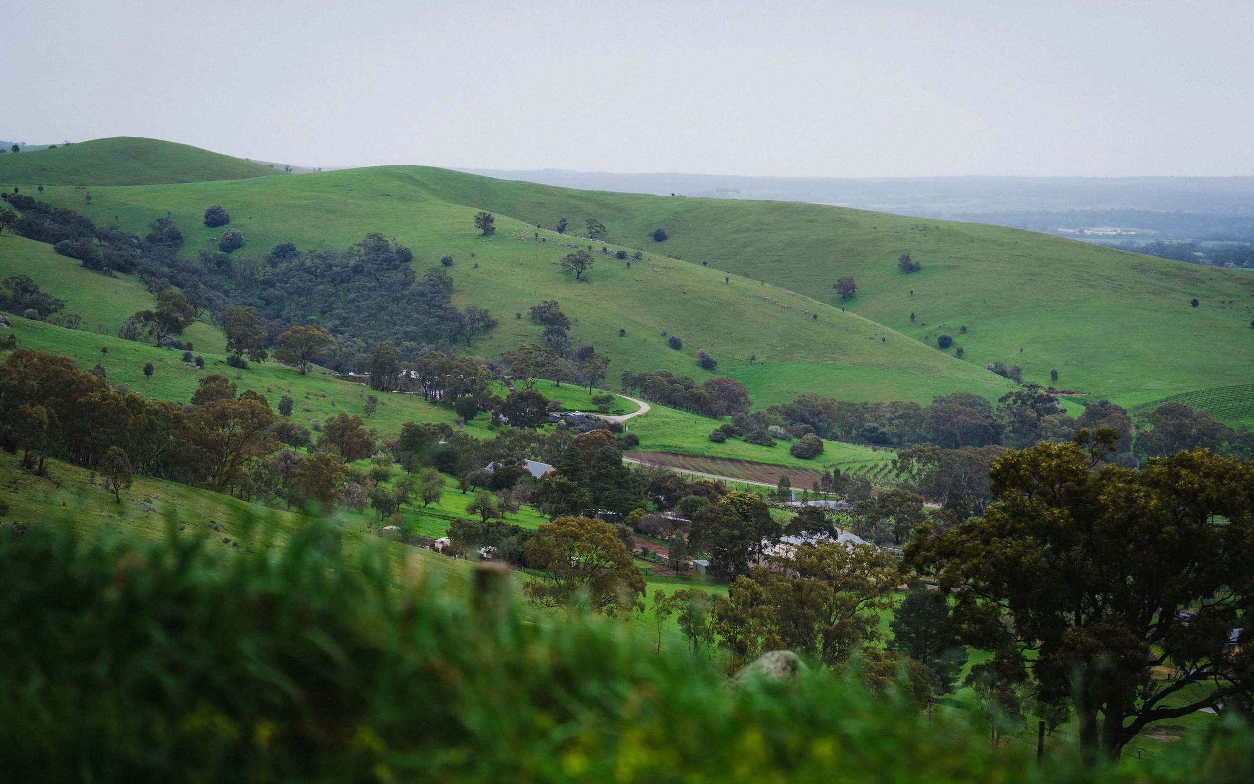 Photo by Olga Dekell - Barossa Valley-07655.jpg