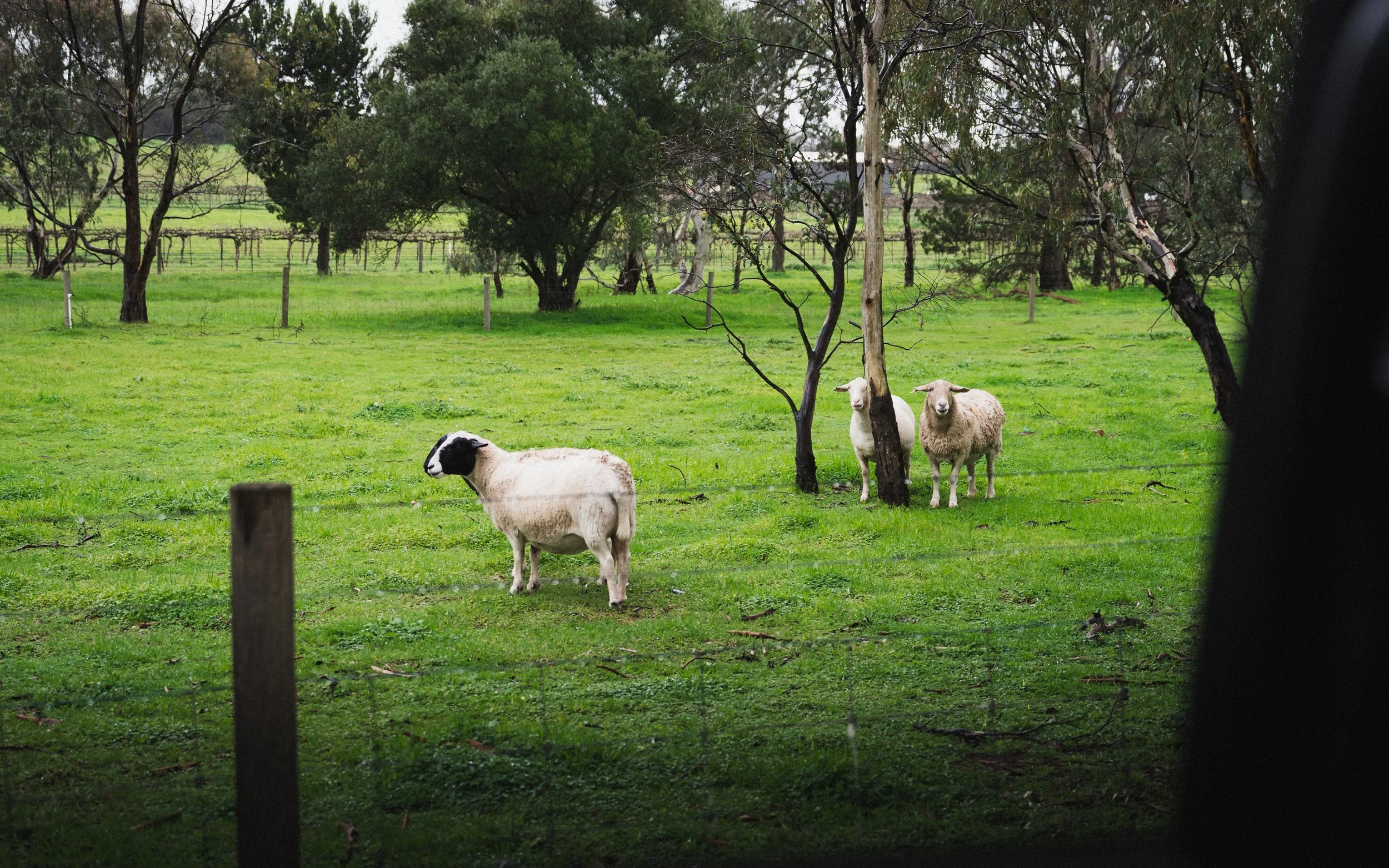 Photo by Olga Dekell - Barossa Valley-07573.jpg