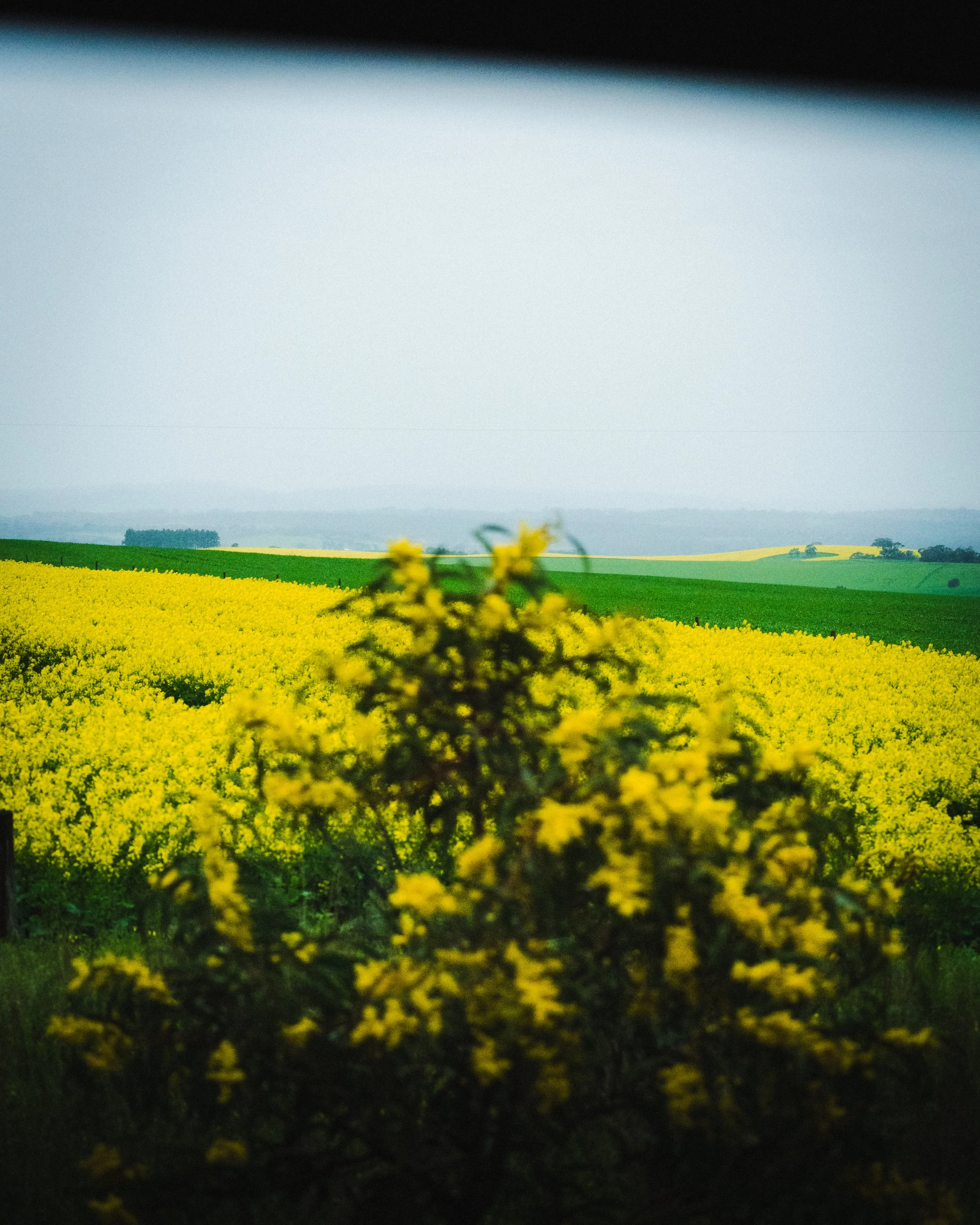 Photo by Olga Dekell - Barossa Valley-07689.jpg