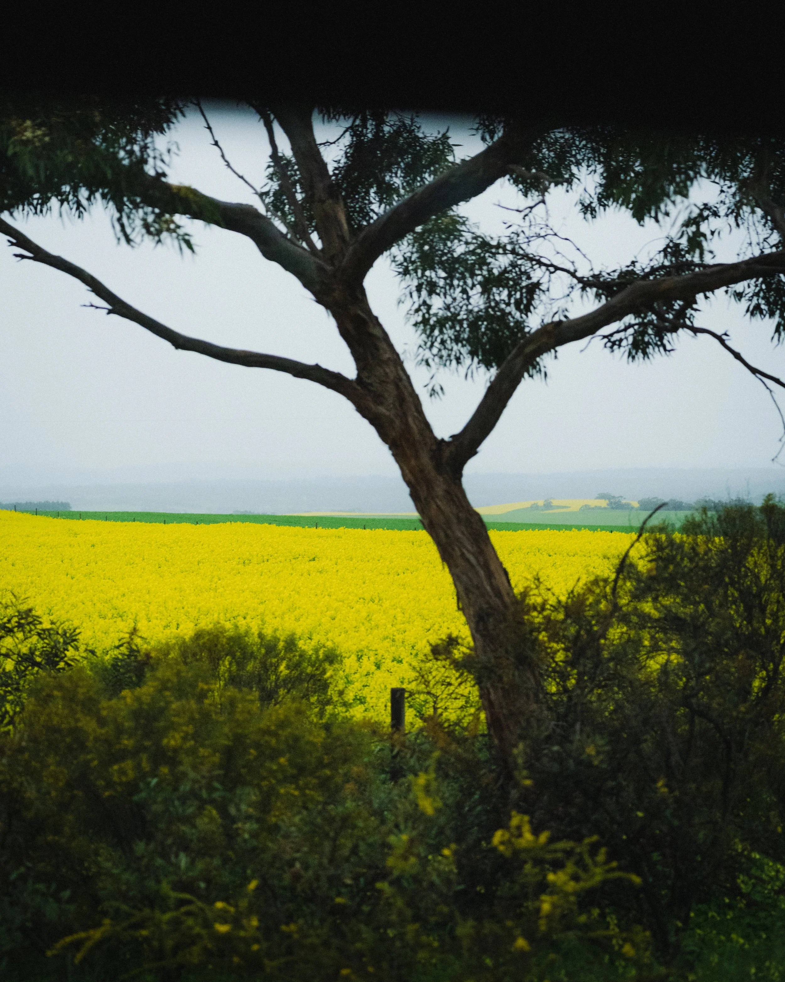 Photo by Olga Dekell - Barossa Valley-07688.jpg