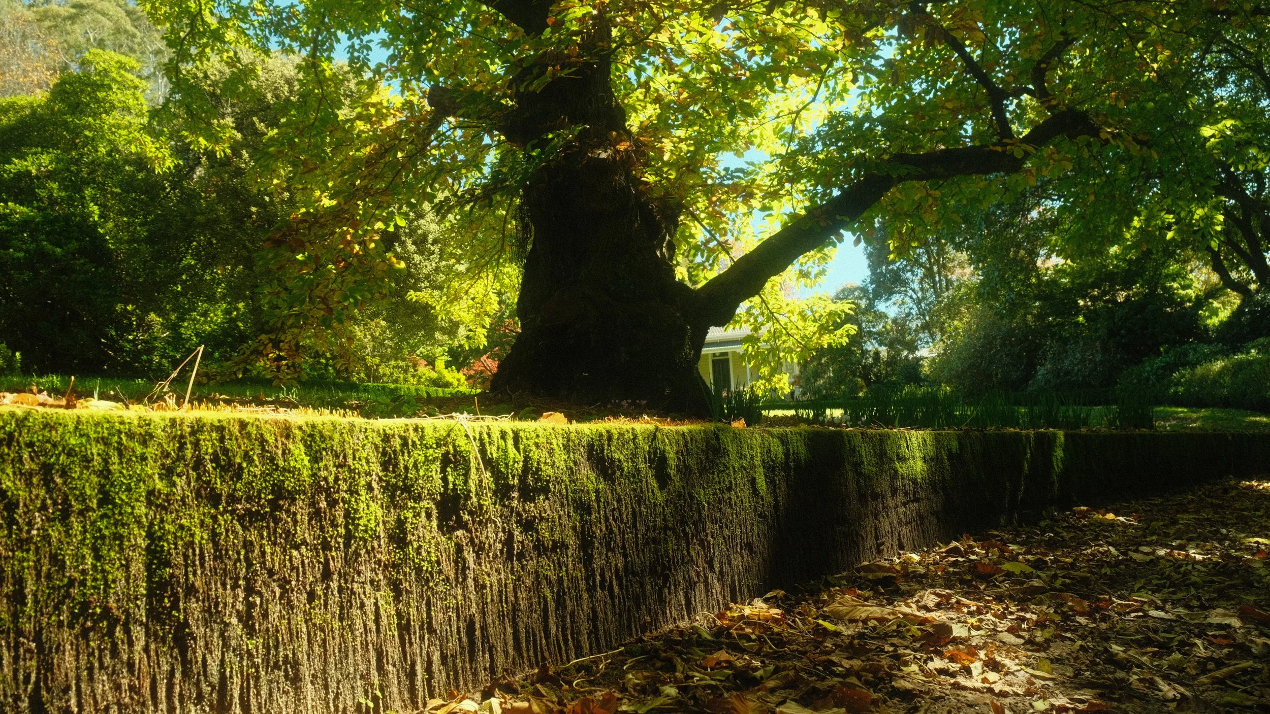 Low-angle view of a large tree with green leaves in a garden, with sunlight filtering through the foliage, a house partially visible in the background, and moss-covered concrete edging in the foreground, along with fallen autumn leaves.