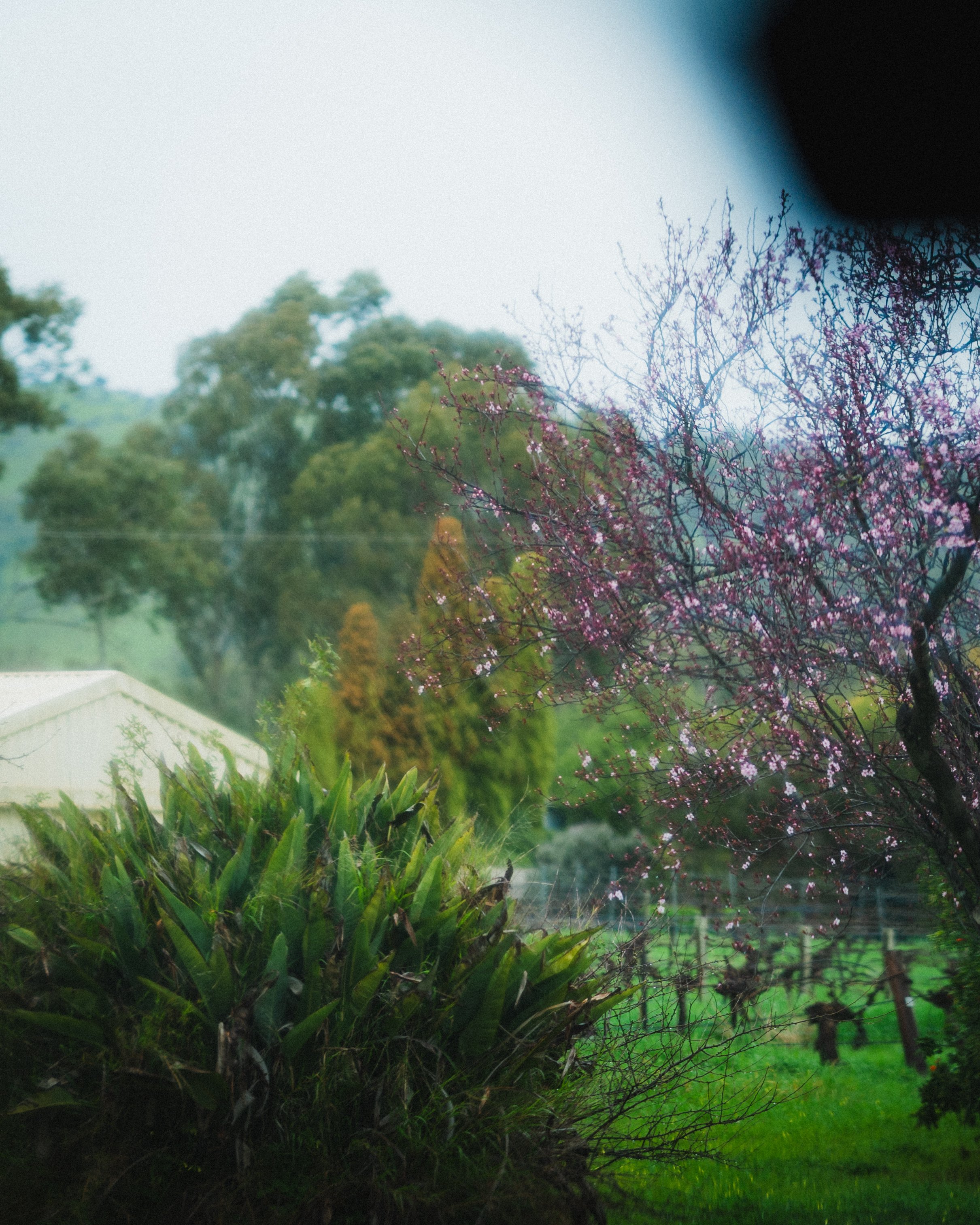 Photo by Olga Dekell - Barossa Valley-07647.jpg