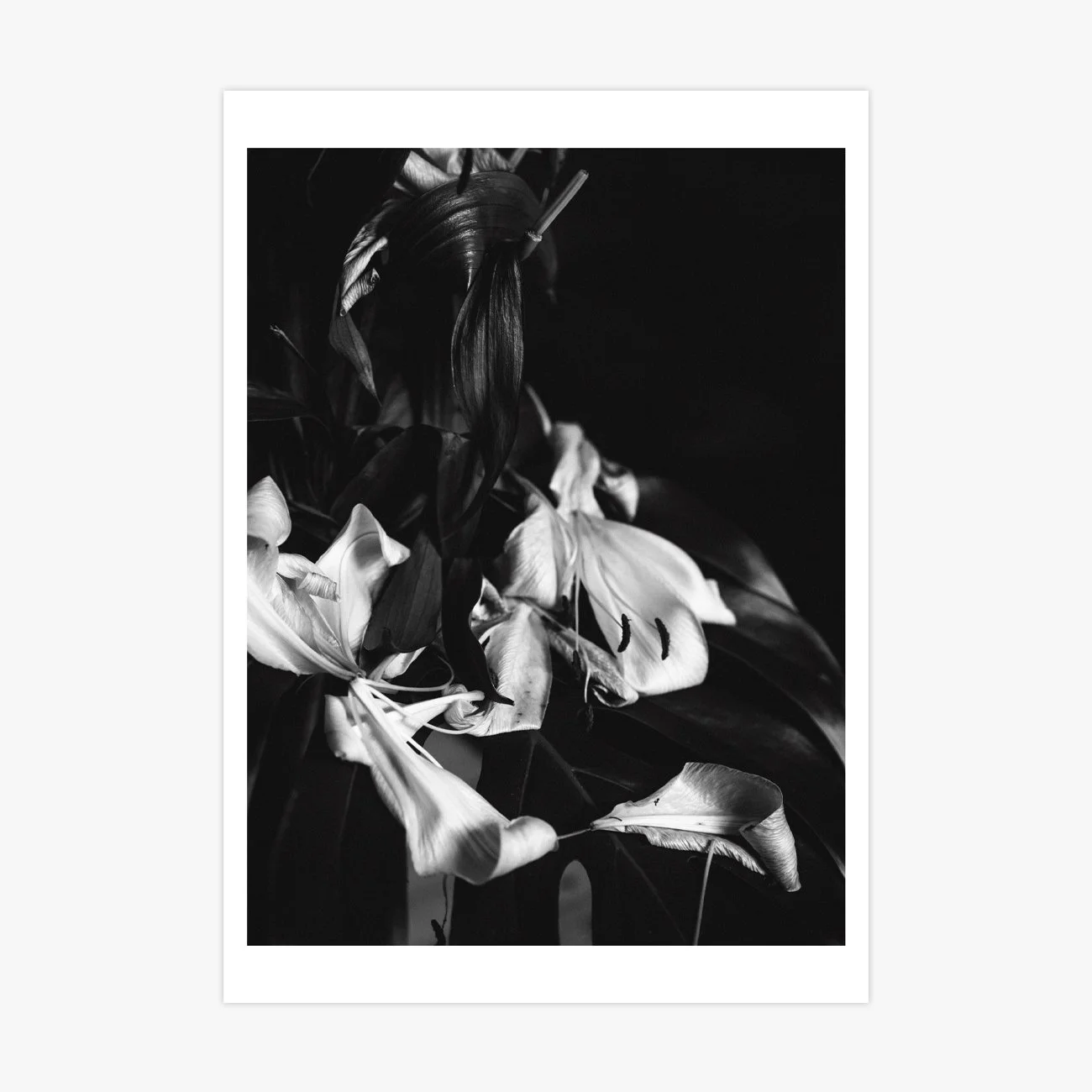 B/W Lilies