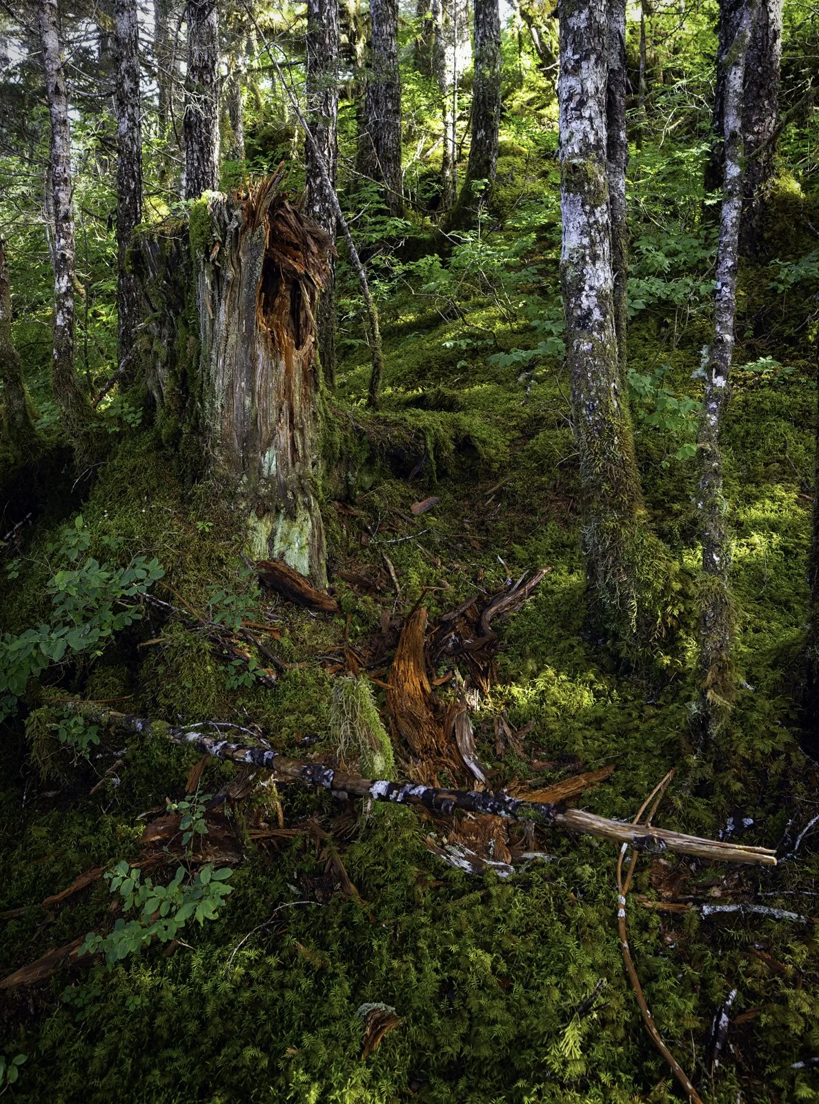 Prince William Sound Rainforest.jpg