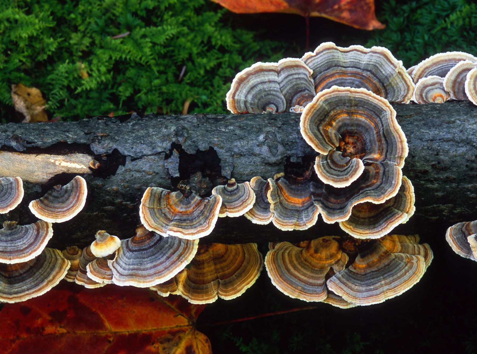 Turkey Tail Fungus.JPG