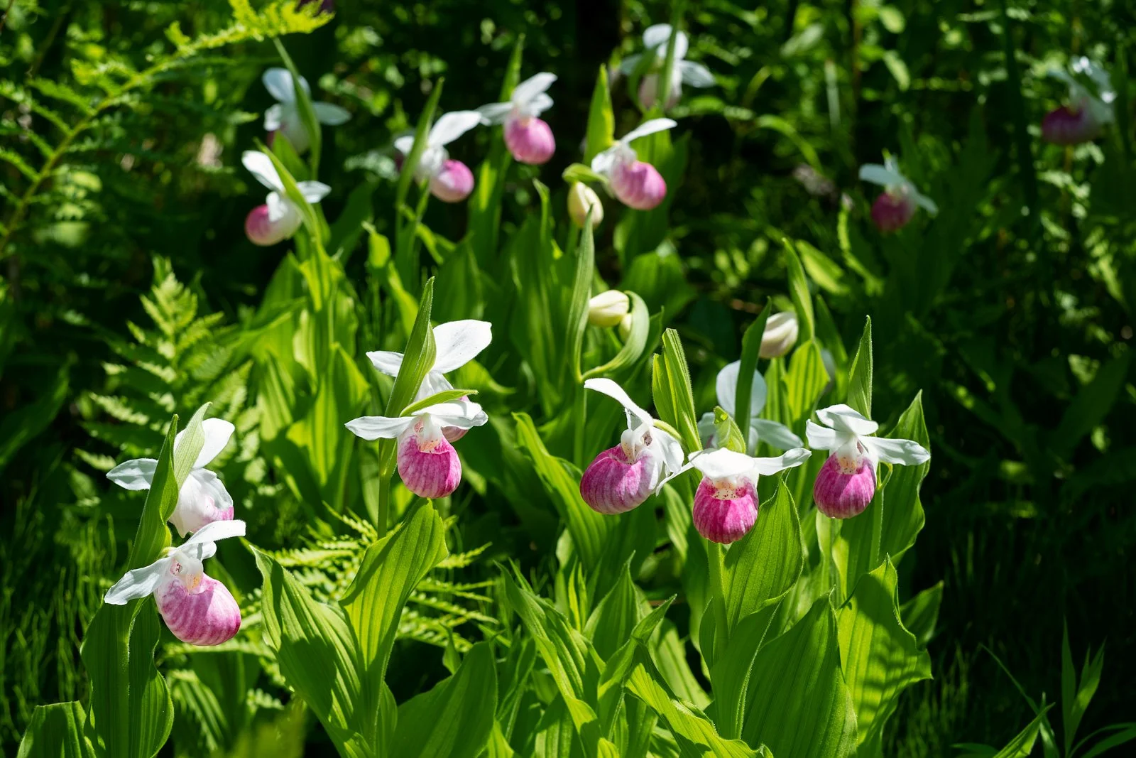 Queen's Lady's Slipper Cluster