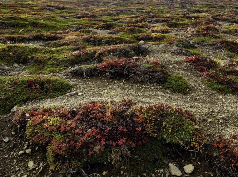 Clusters of Alpine Blueberry adorn this alpine tundra hillside with their vibrant autumn red coloration.