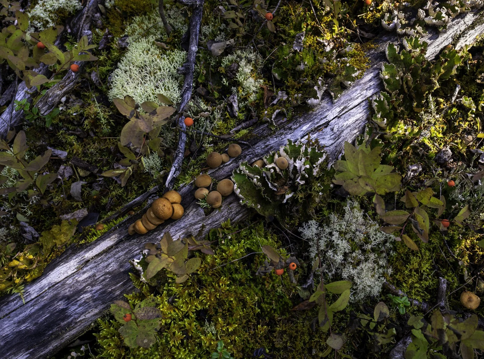 Forest Micro Environment, Chugach State Park, Alaska.jpg