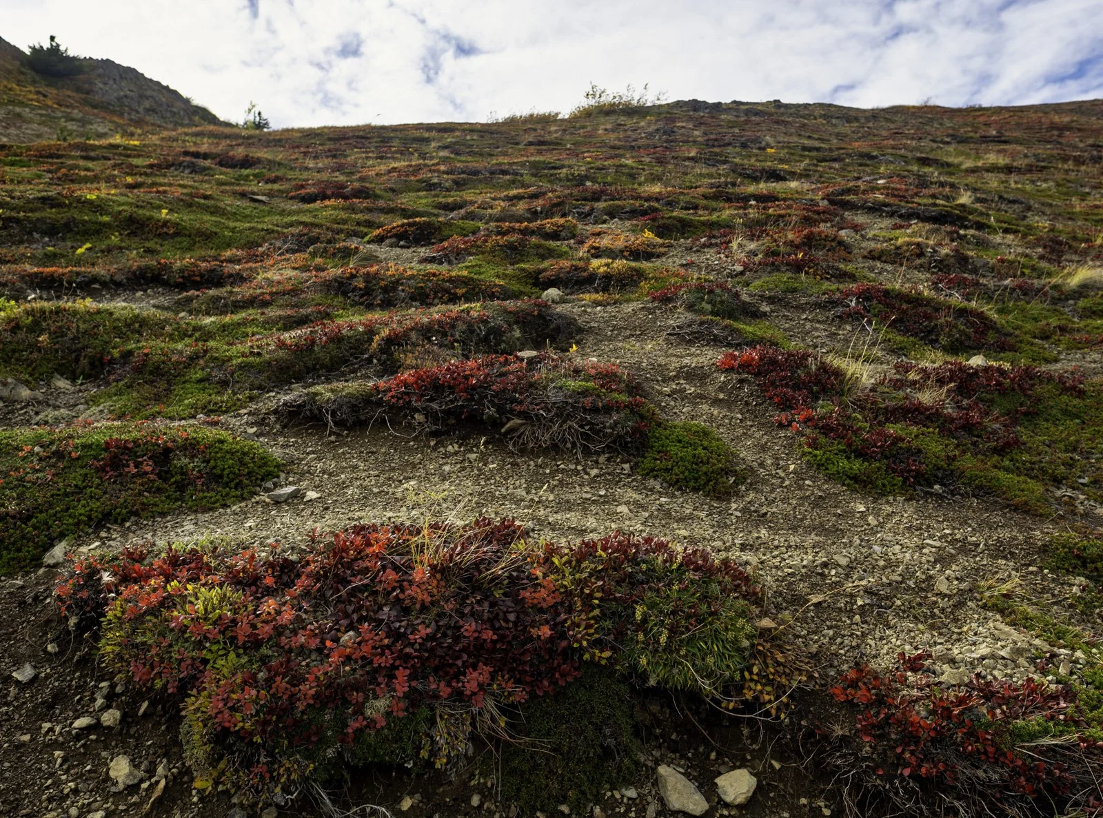Alpine Tundra in Autumn II, Chugach State Park, Alaska.jpg