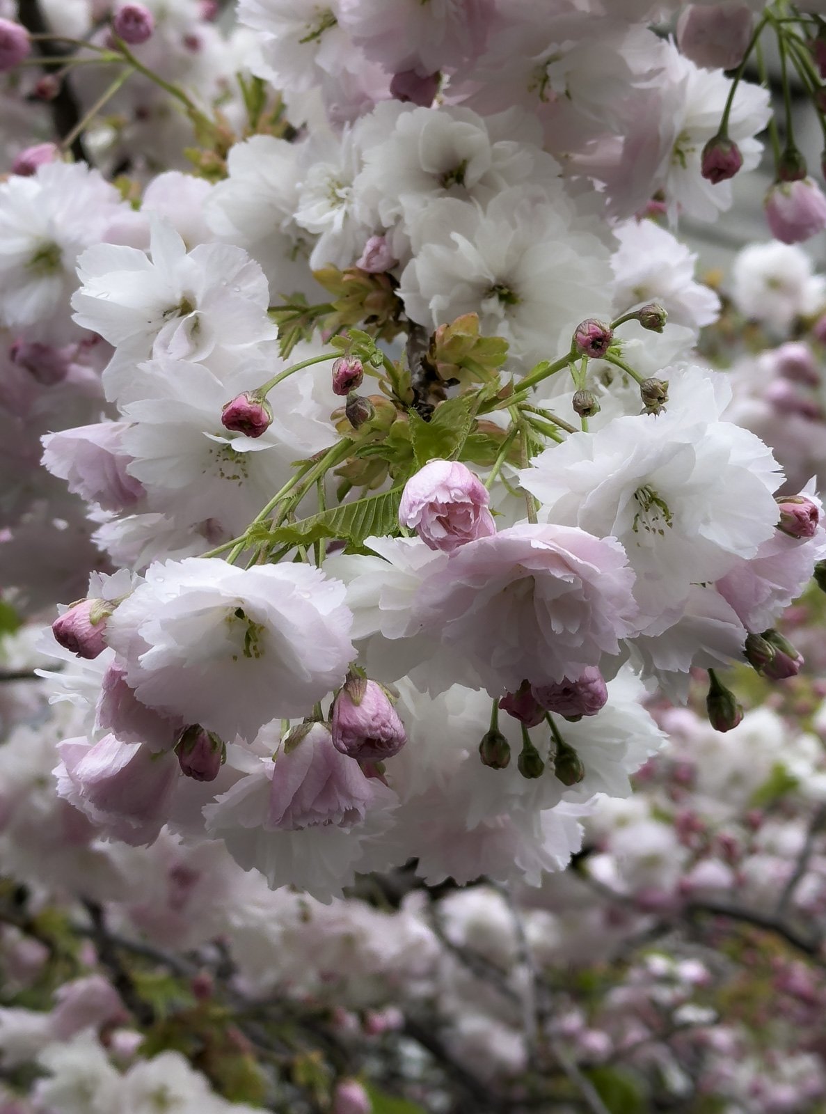 Japanese Cherry Tree Blooms.jpg