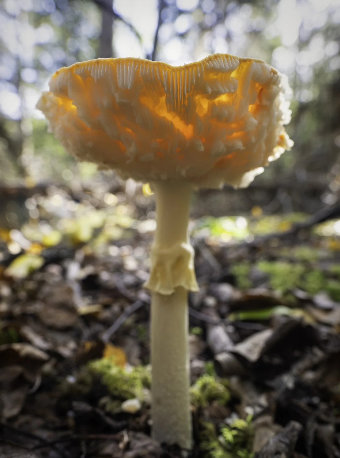 Amanita Muscaria Fungus, Low Angle View.jpg