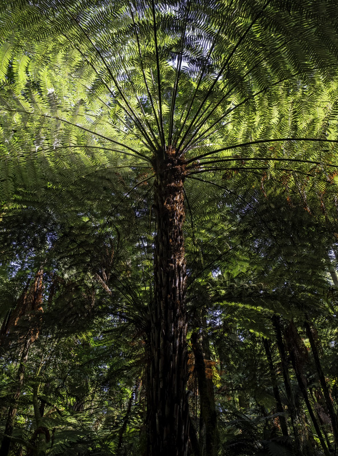 Tree Fern in Morning Light