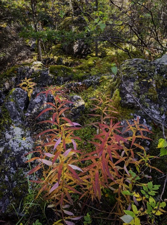 Colorful Fireweed adorns this boulder field at the base of the mountains in the Eagle River Valley, Alaska.