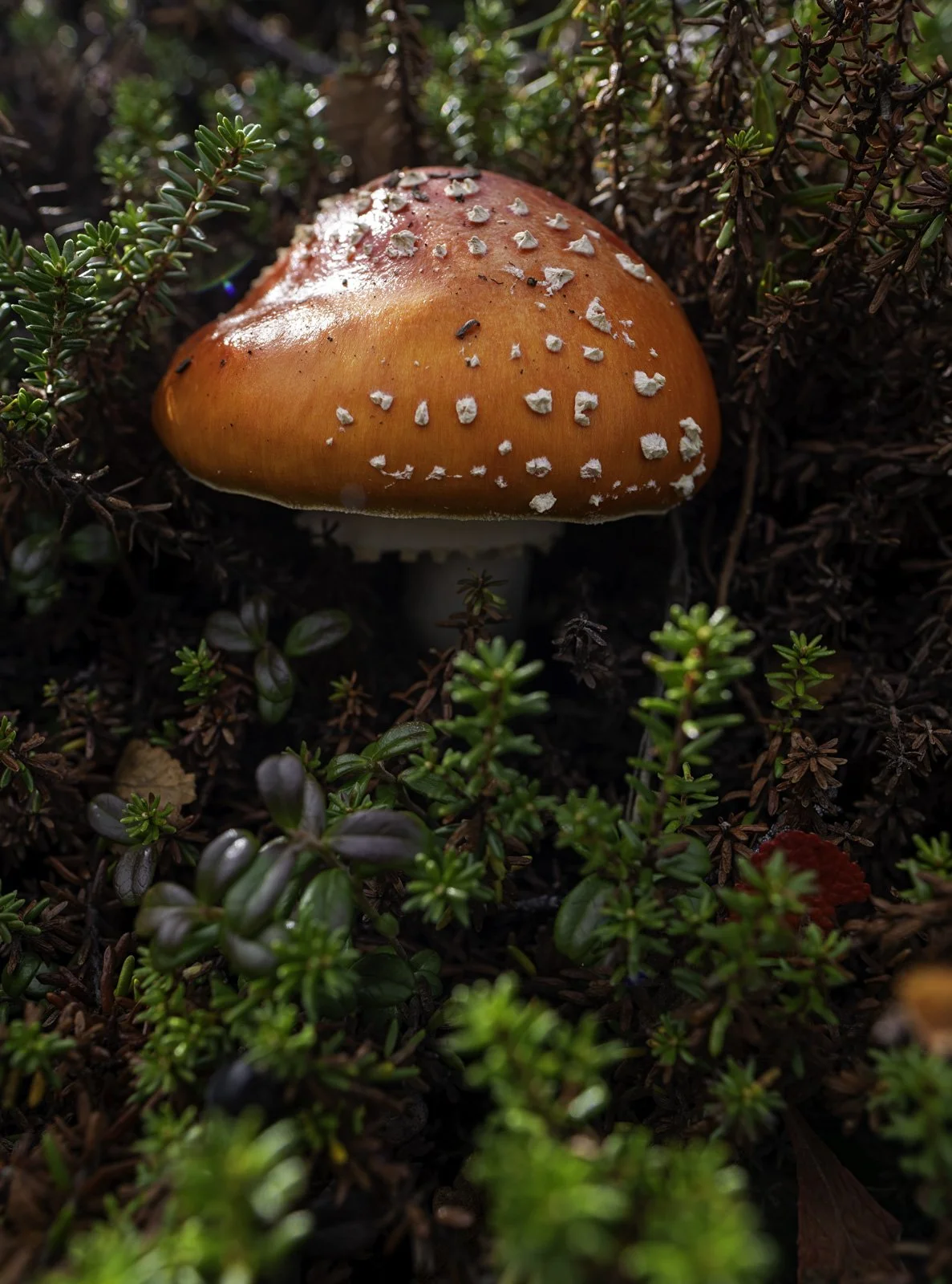Amanita Muscaria Fungus in Alpine Tundra.jpg