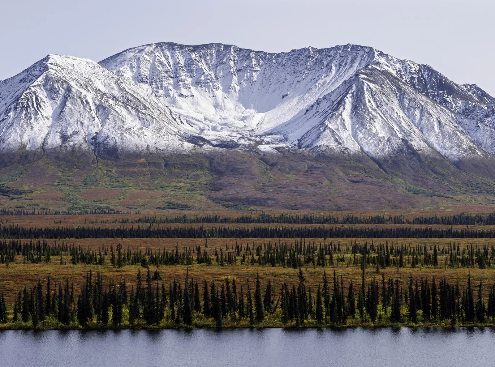 Tundra and Spruce, Northern Talkeetna Mountains, Alaska.jpg