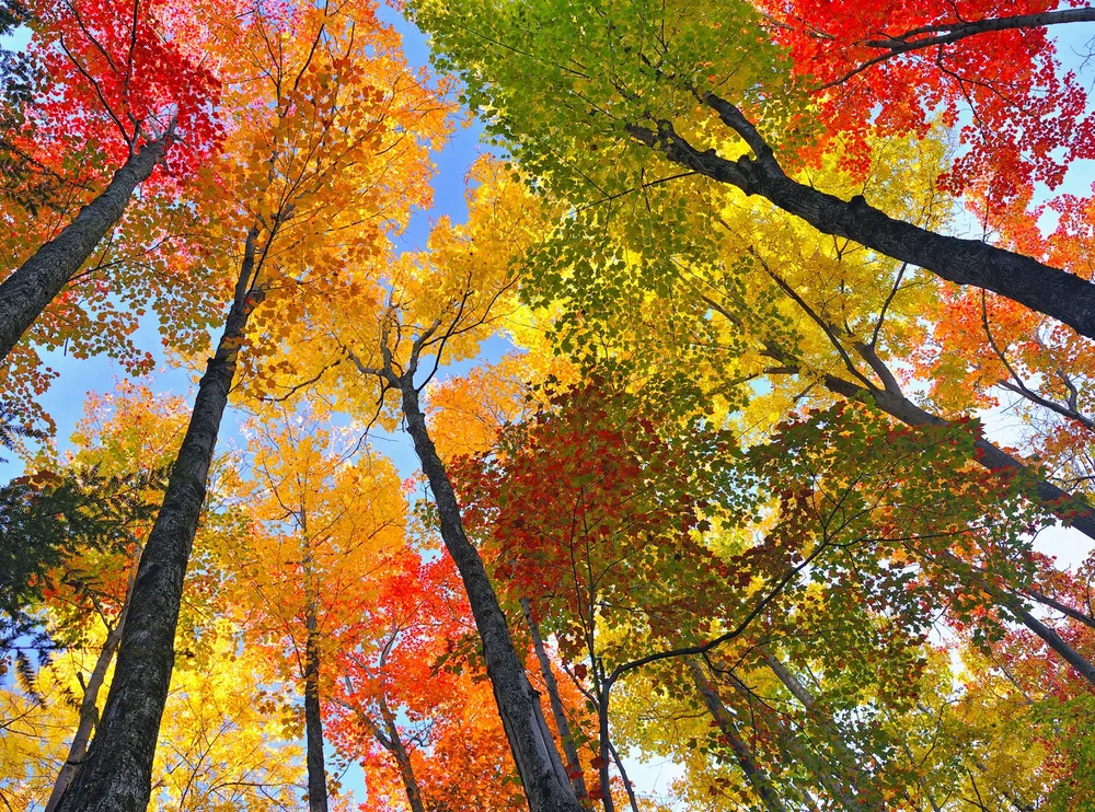 Fall Color — Jeff Schneiderman Photography
